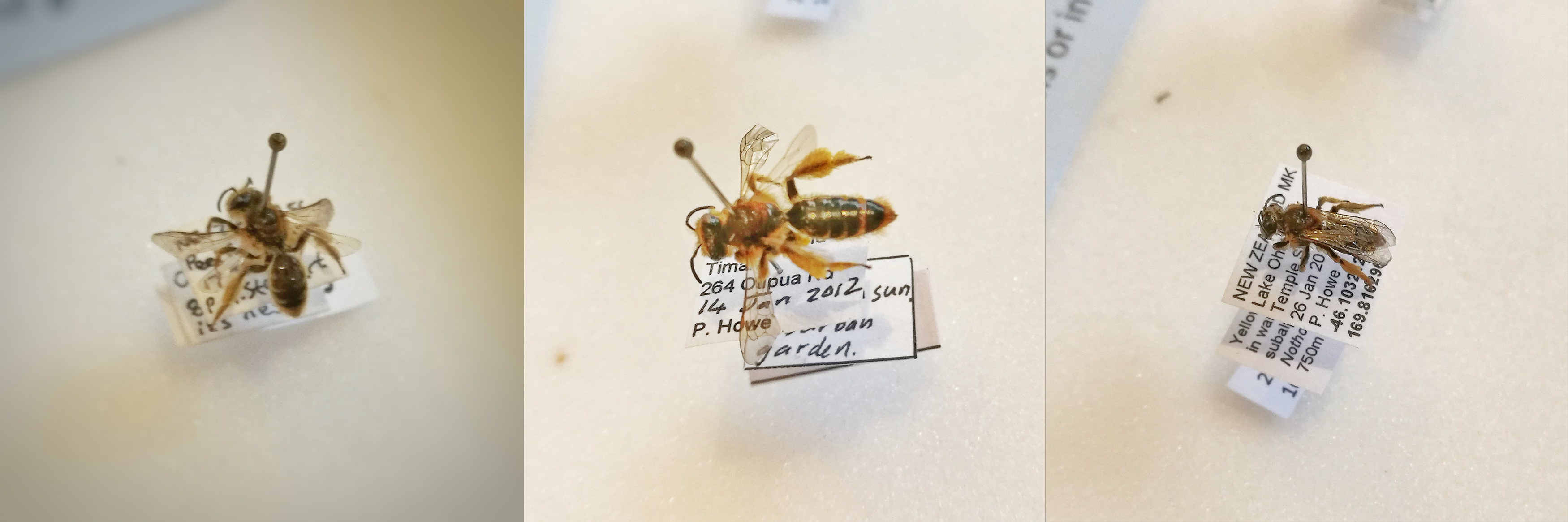Native Bee Polinators From South Canterbury Museum Roselyn Fauth