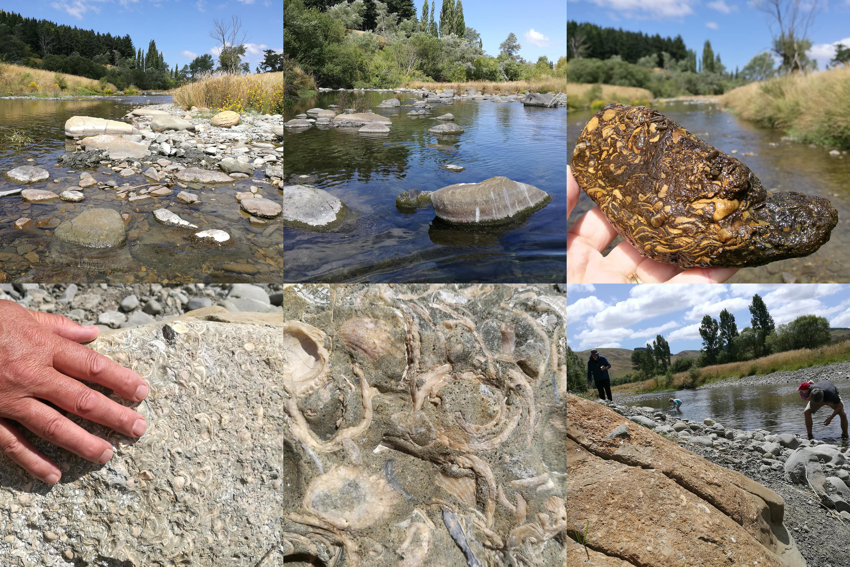 Pareora River Fossils WuHoo Timaru By Roselyn Fauth