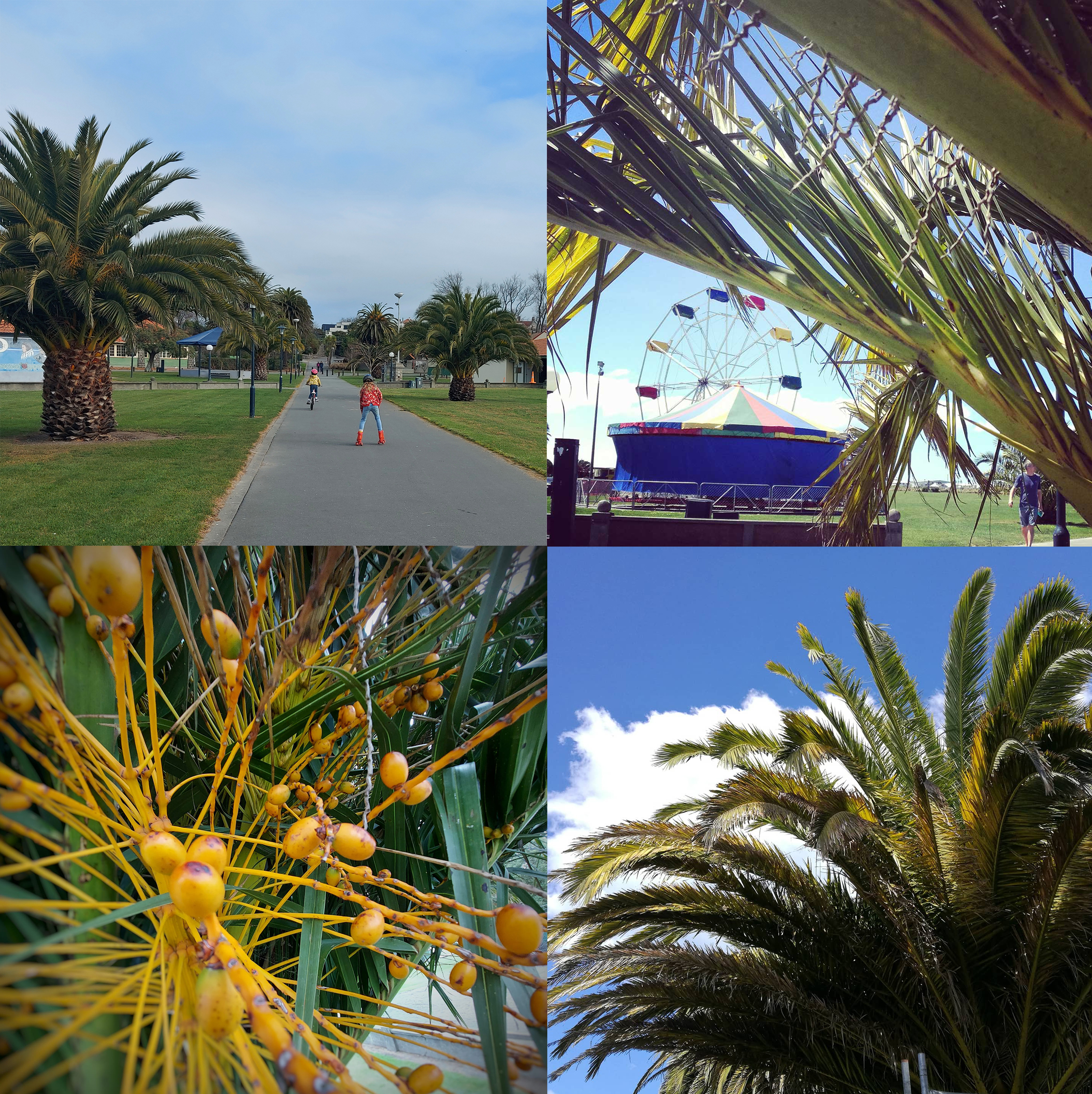 Pheonix Palm Trees 20230617 114748 01