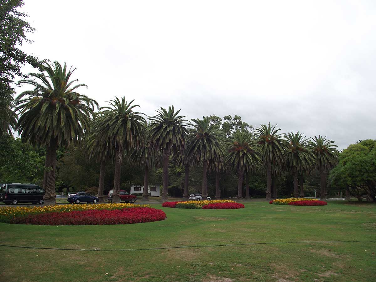 Phoenix palm Palmerston North park DSCF4505 PhotoBy C Lewis