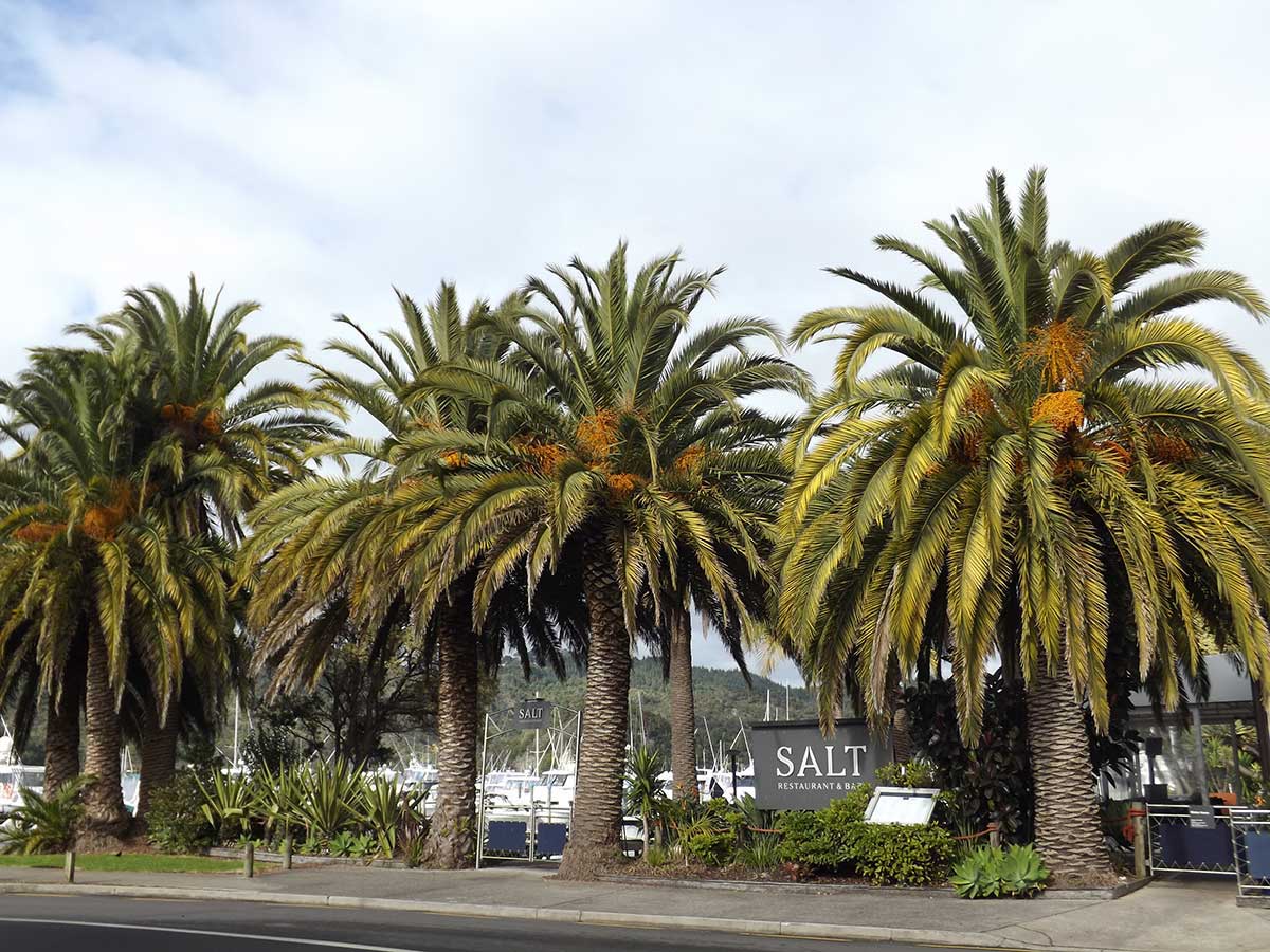 Phoenix palm Whitianga waterfront PhotoBy C Lewis