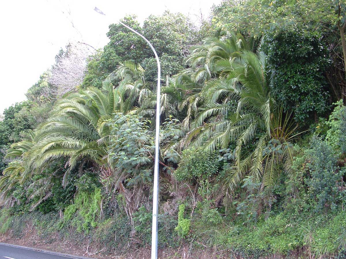 Phoenix palm spreading into natural areas 2006 PhotoBy C Lewis
