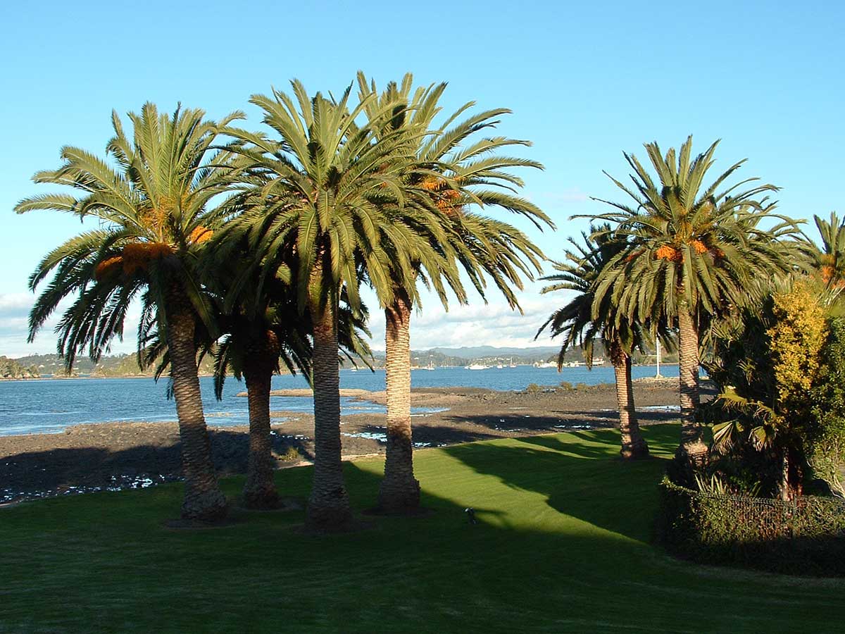 Phoenix palm waterfront at Paihia 2006 PhotoBy C Lewis