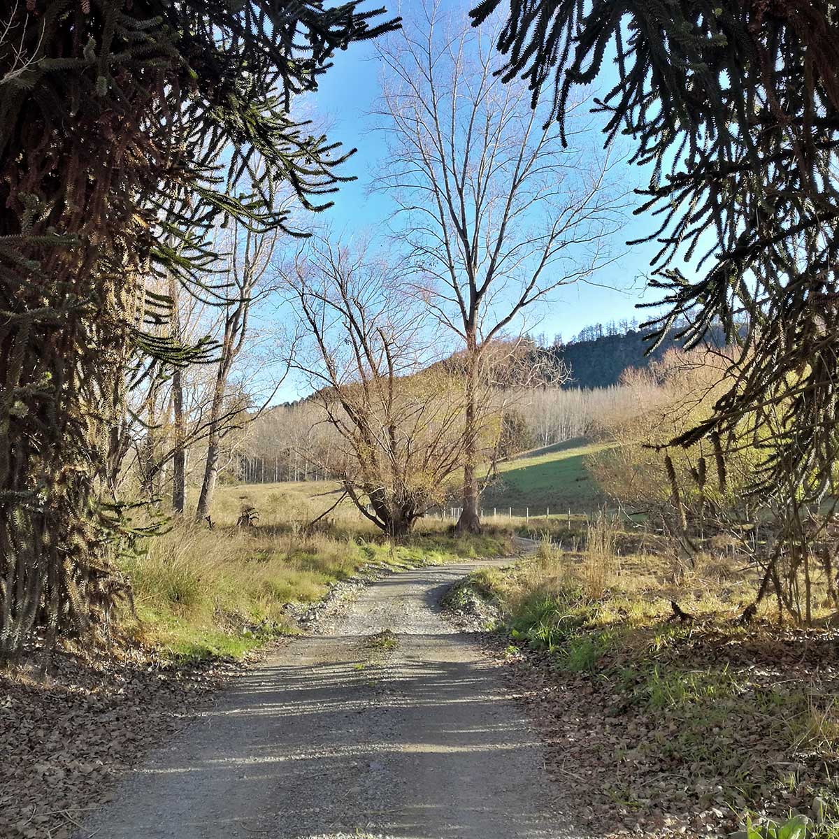 Pioneer Park Conservation Area Trees Trails and History WuHoo Timaru Roselyn Fauth 2022 