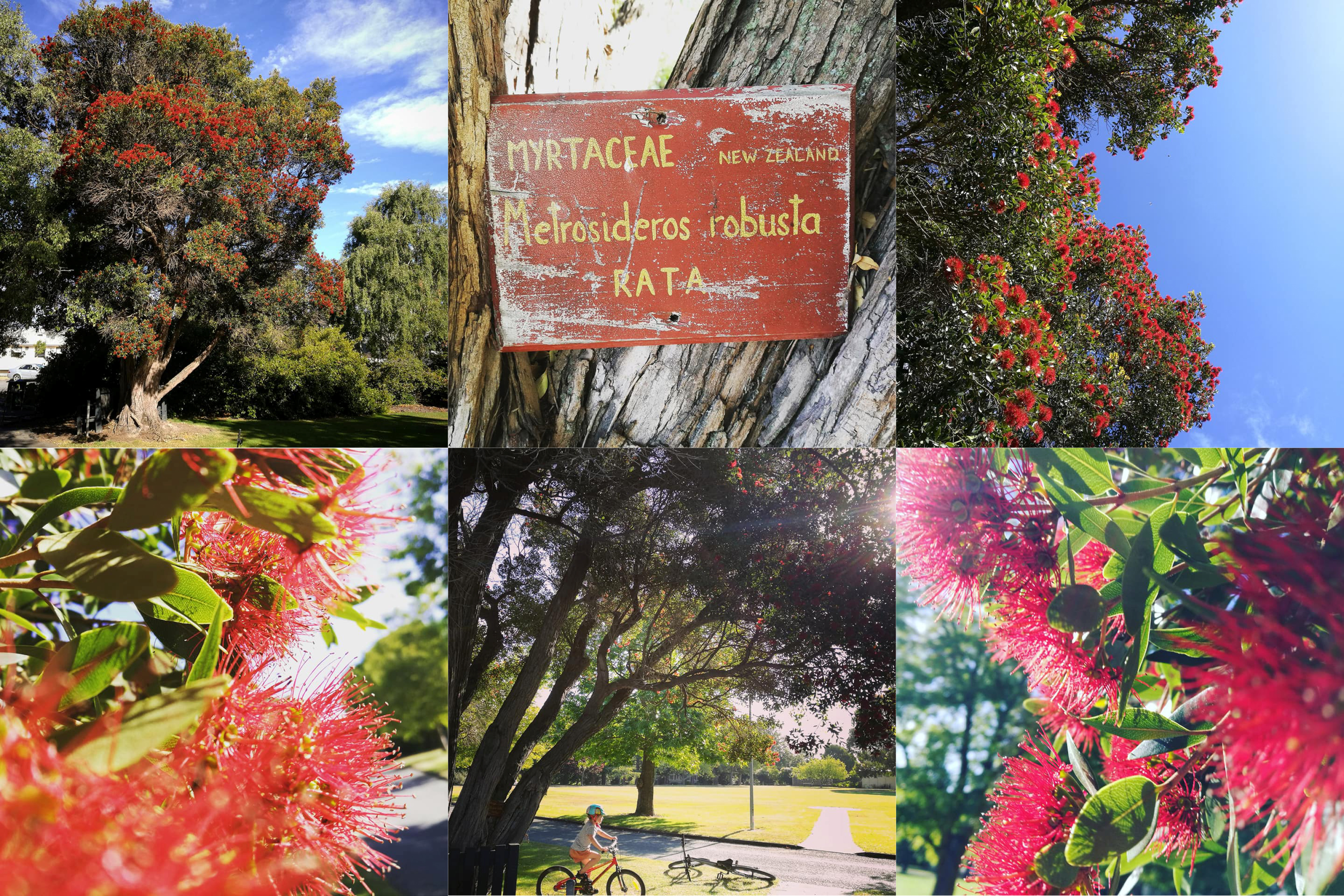 Rata At Timaru Botanic Gardens 1