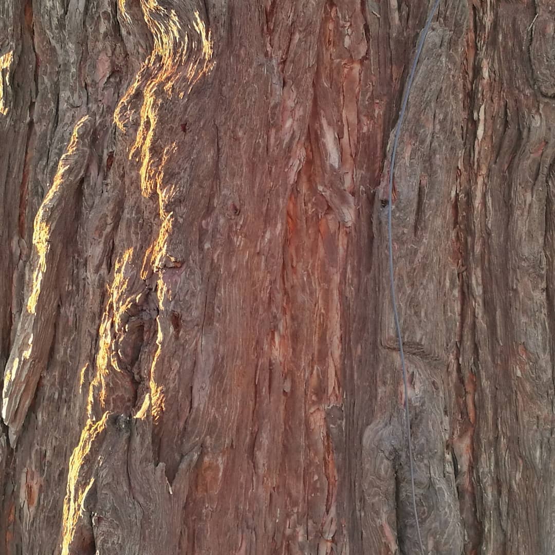 Redwood Champagne Beverly Estate Elizabeth Rhodes 3