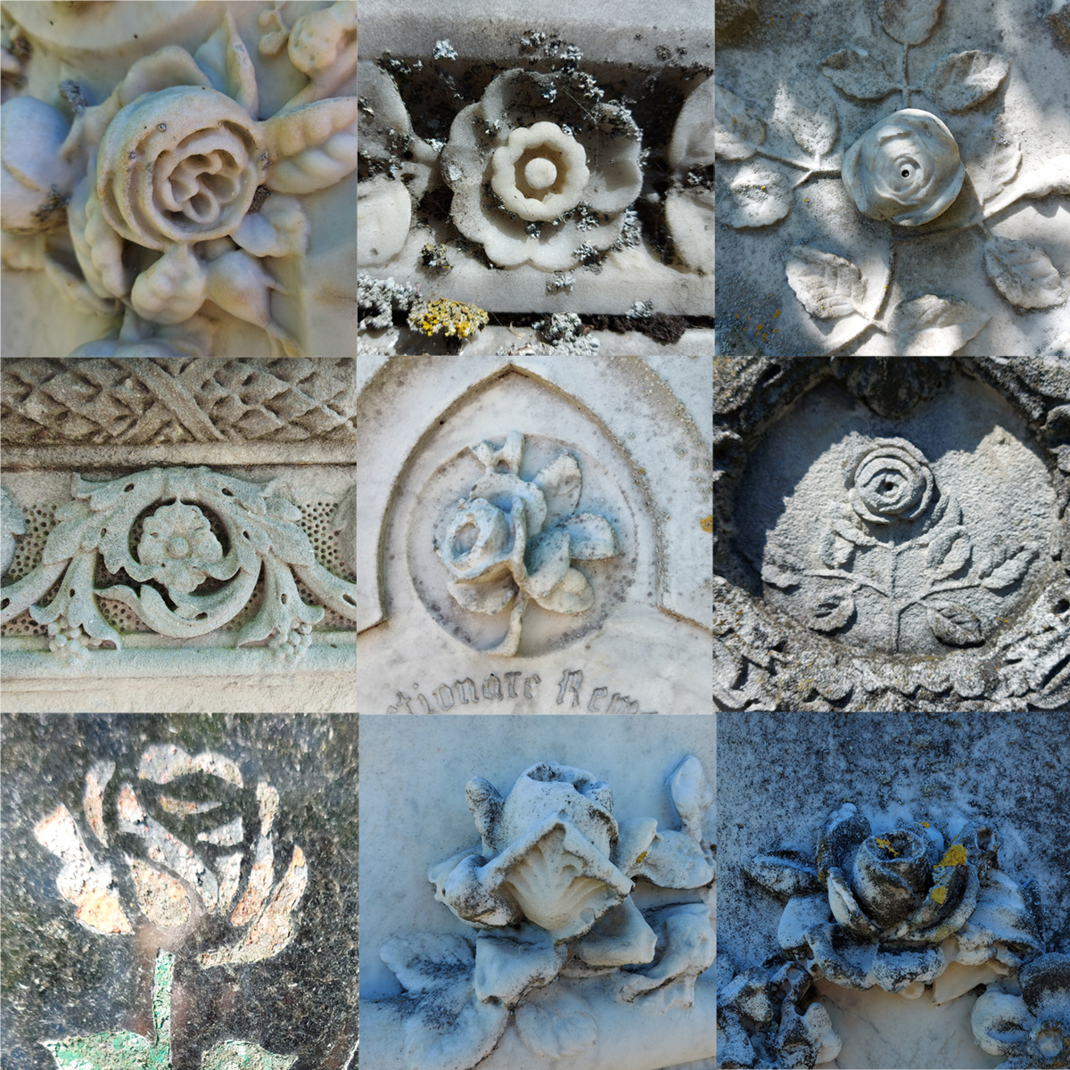 Cemetery Roses
