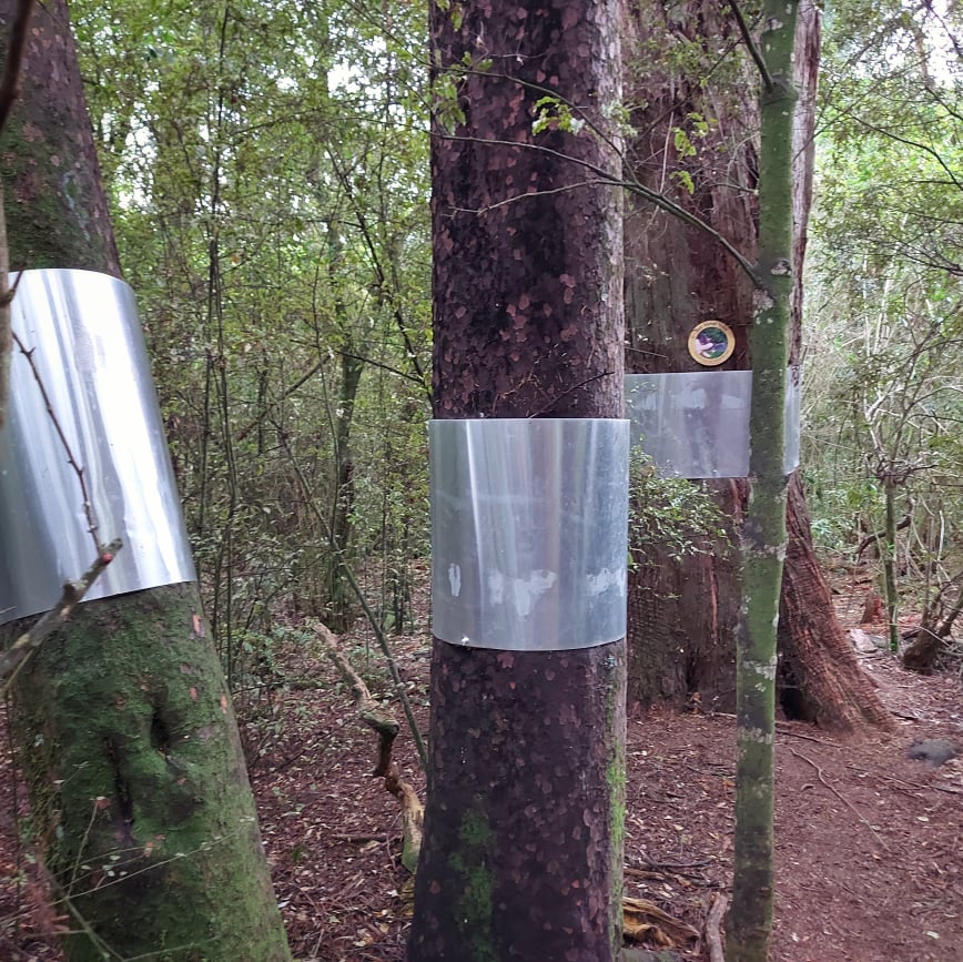 Go on Bat tree hunt 6 tree protection Photo Roselyn fauth