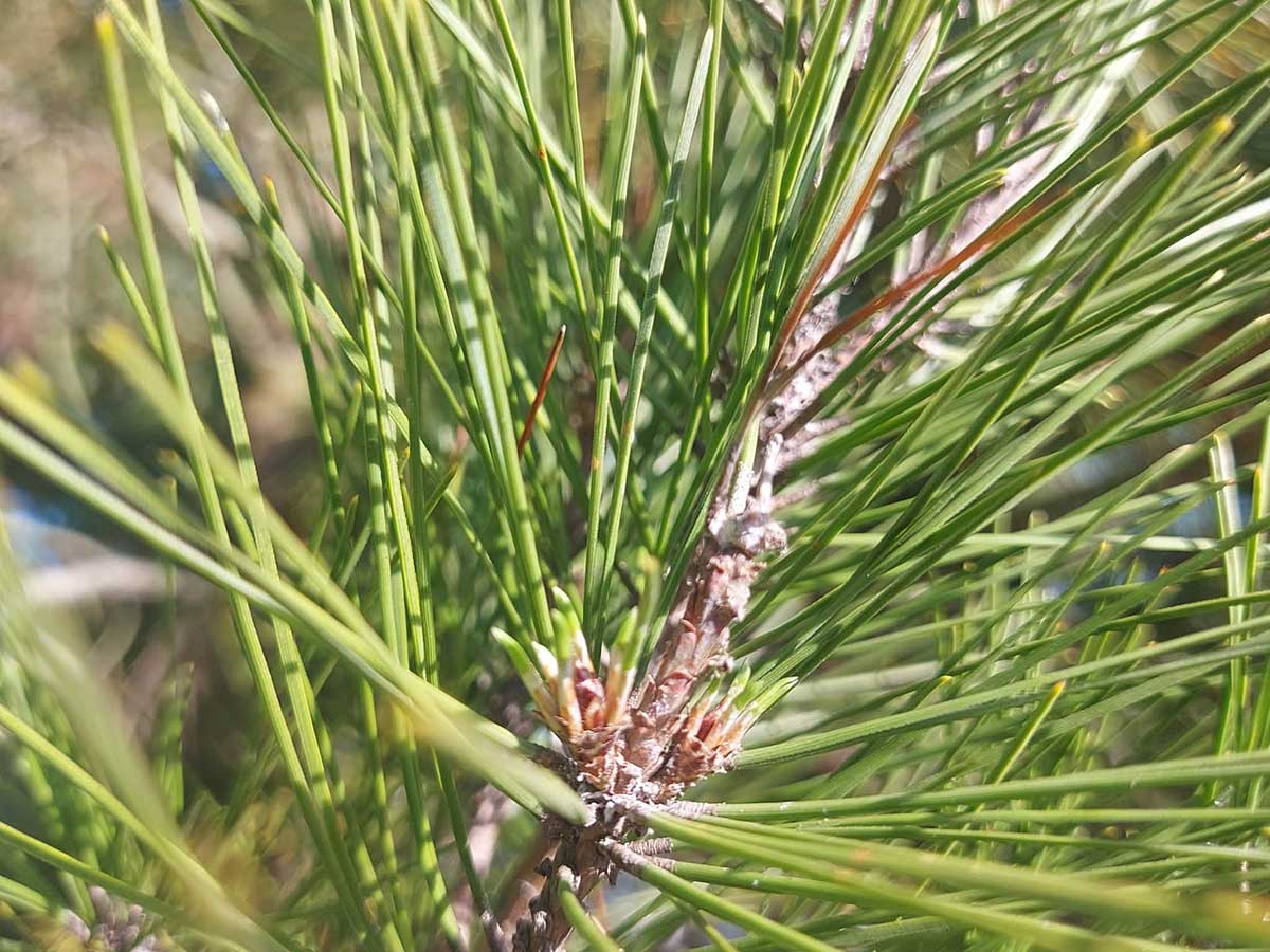 Lone Pine Needles Timaru Botanic Gardens Photography Roselyn Fauth April 2026