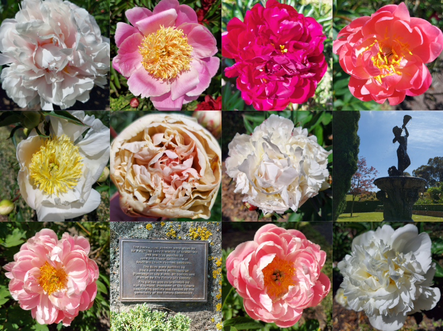 Peony Rose