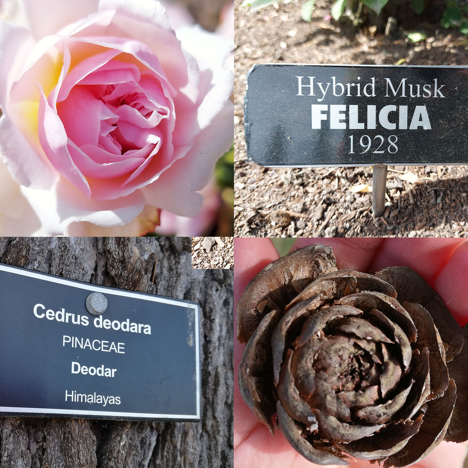 Find a rose shaped pinecone