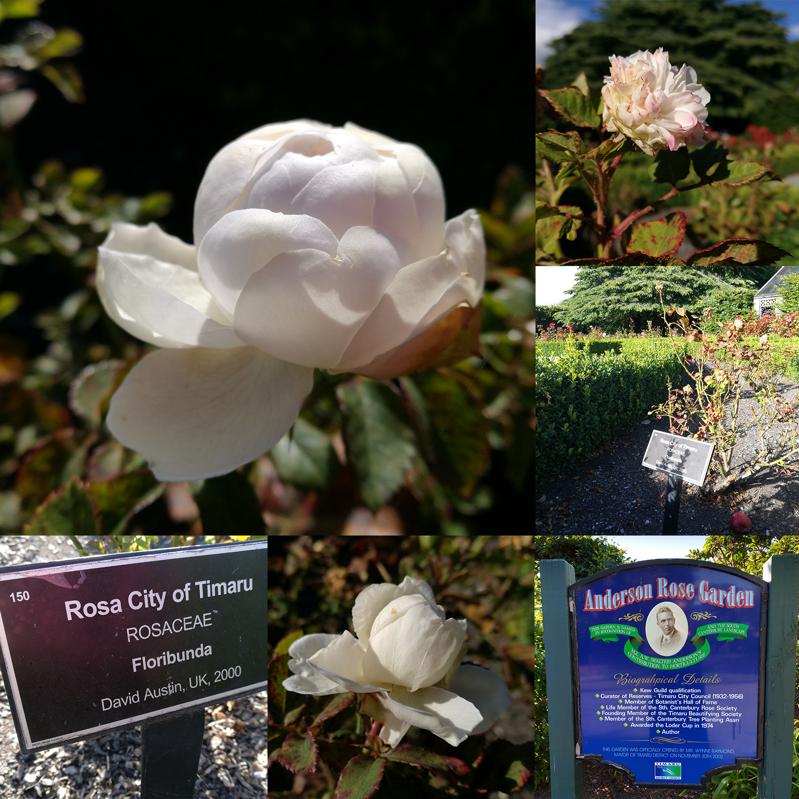 Rosa City of Timaru