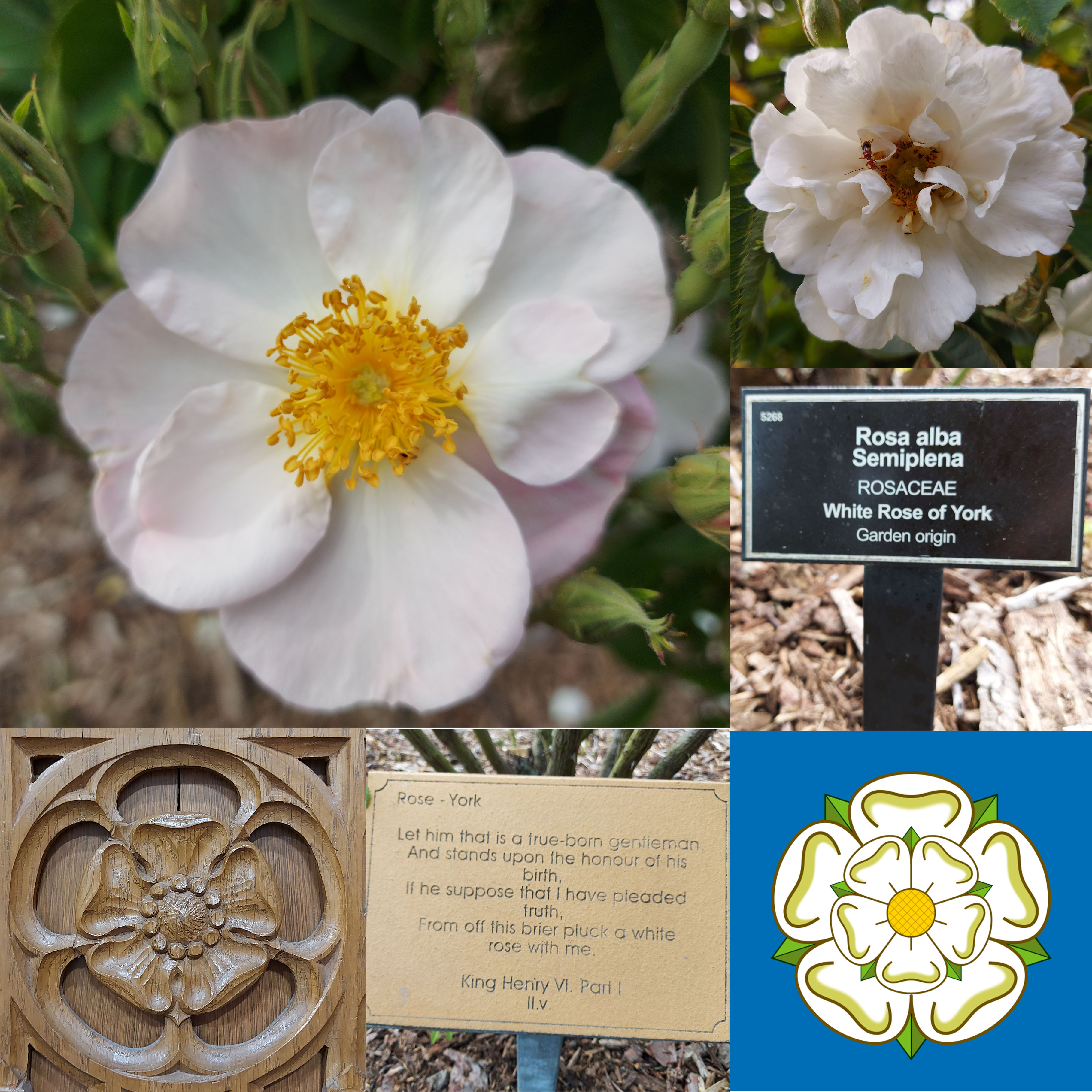 The Wars of the Roses