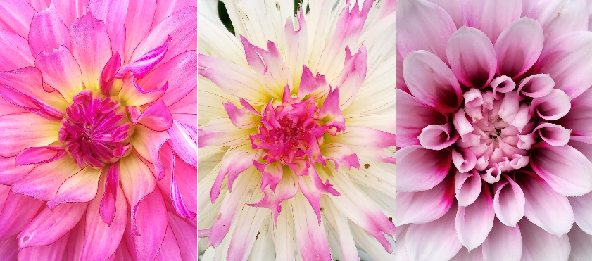 Study the flowers dahlias timaru botanic gardens 1