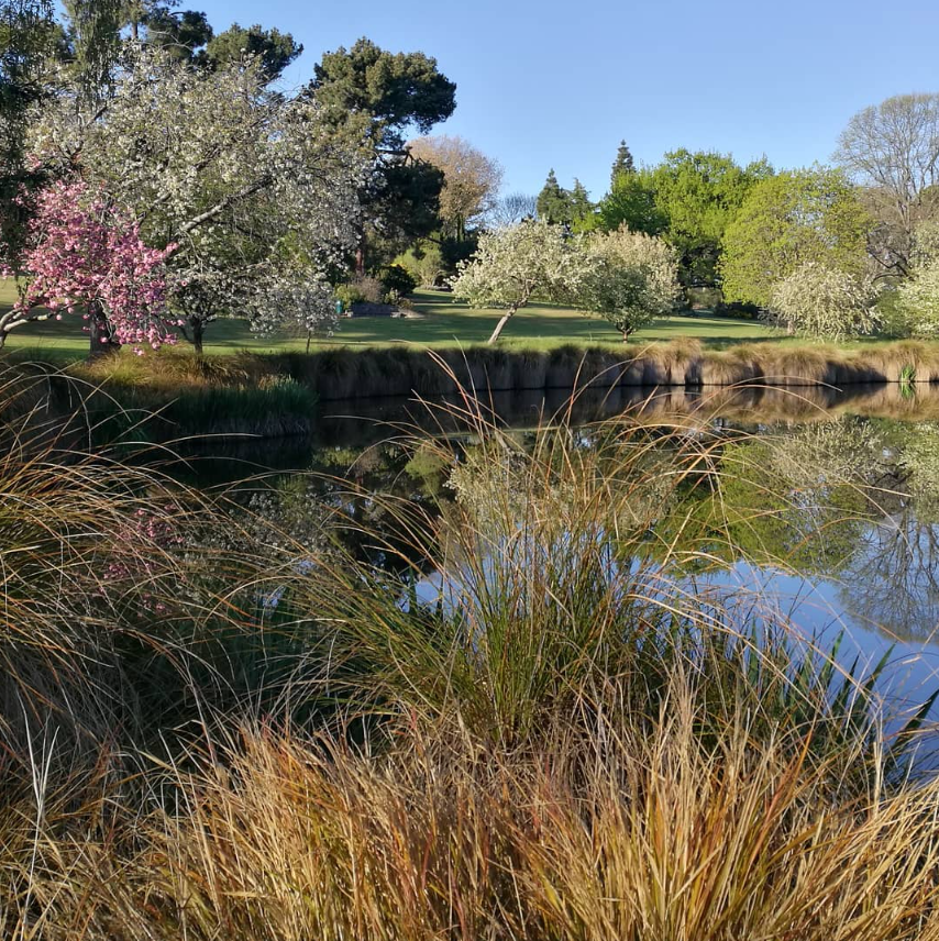 Timaru Botanic Gardens Duck Pond Spring