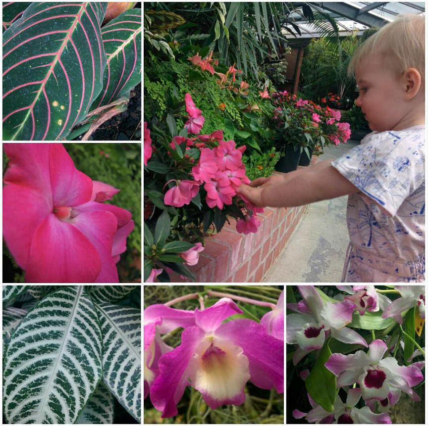 Timaru Botanic Gardens Hot House