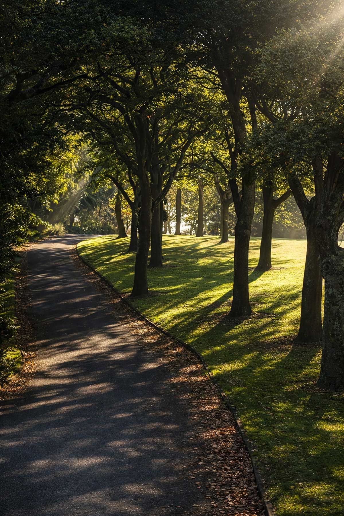 Timaru botanic Gardens drive through the southern border of trees RFauth 2026