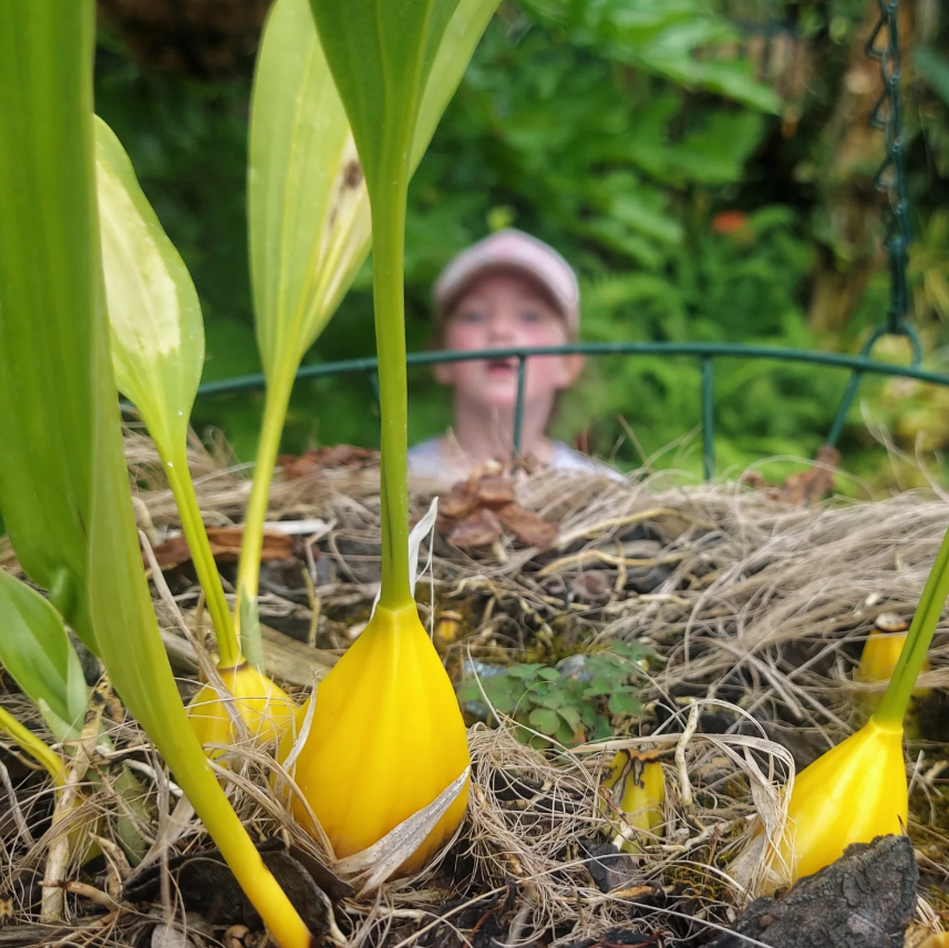 enjoy the blooms timaru botanic gardens hot house