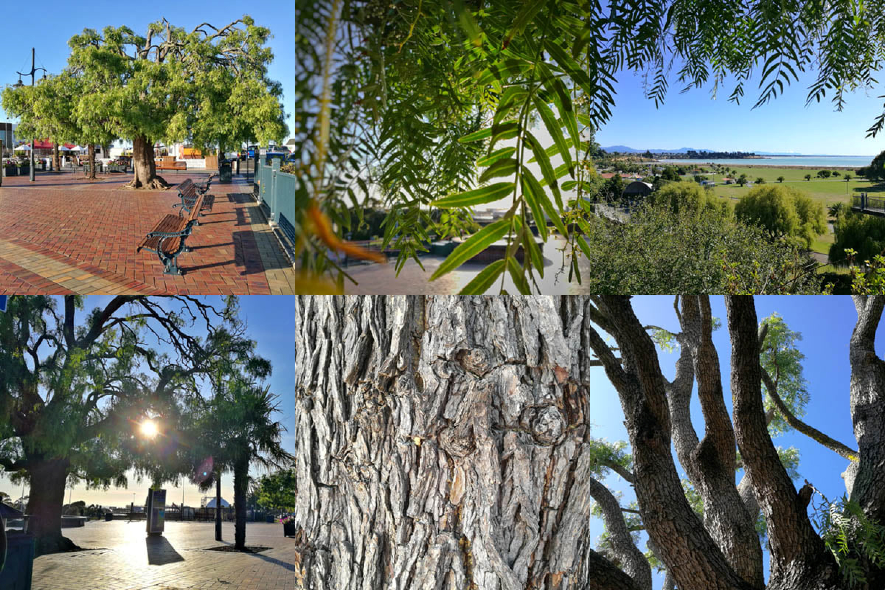 South American Peppercorn Tree Timaru Piazza Caroline Bay Roselyn Fauth 2020