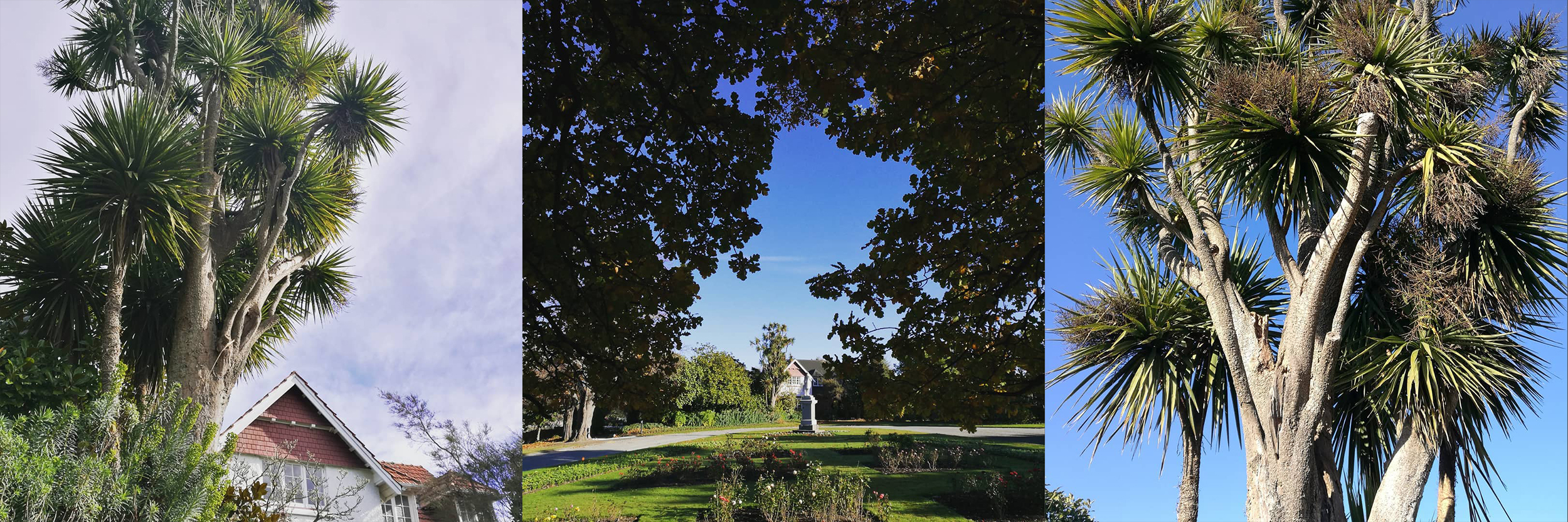 The Timaru Botanic Gardens Oldest Tree Te Kouka Cabbage Tree