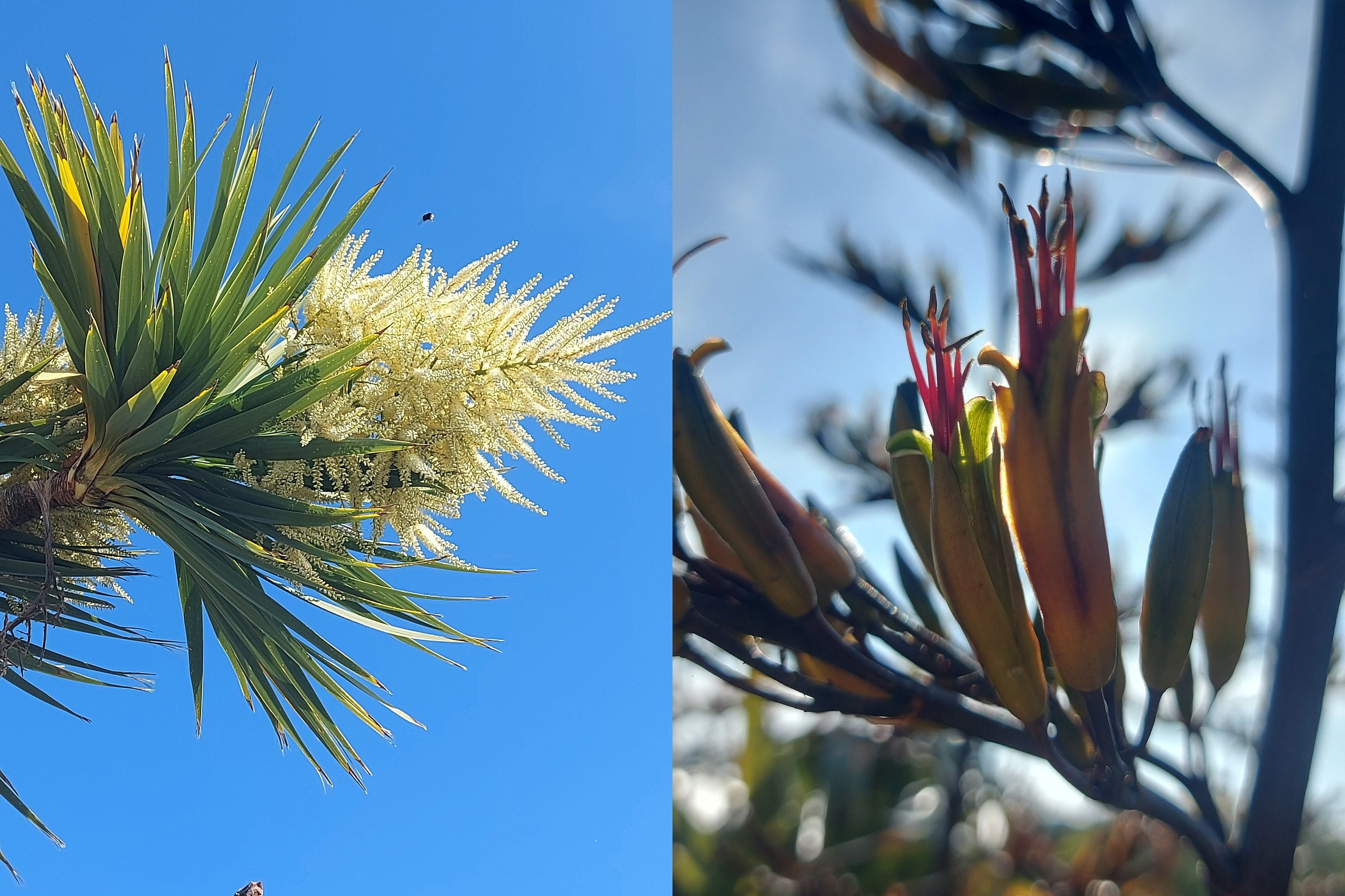 Ti Kouka Cabbage Tree and Harekeke flax flower