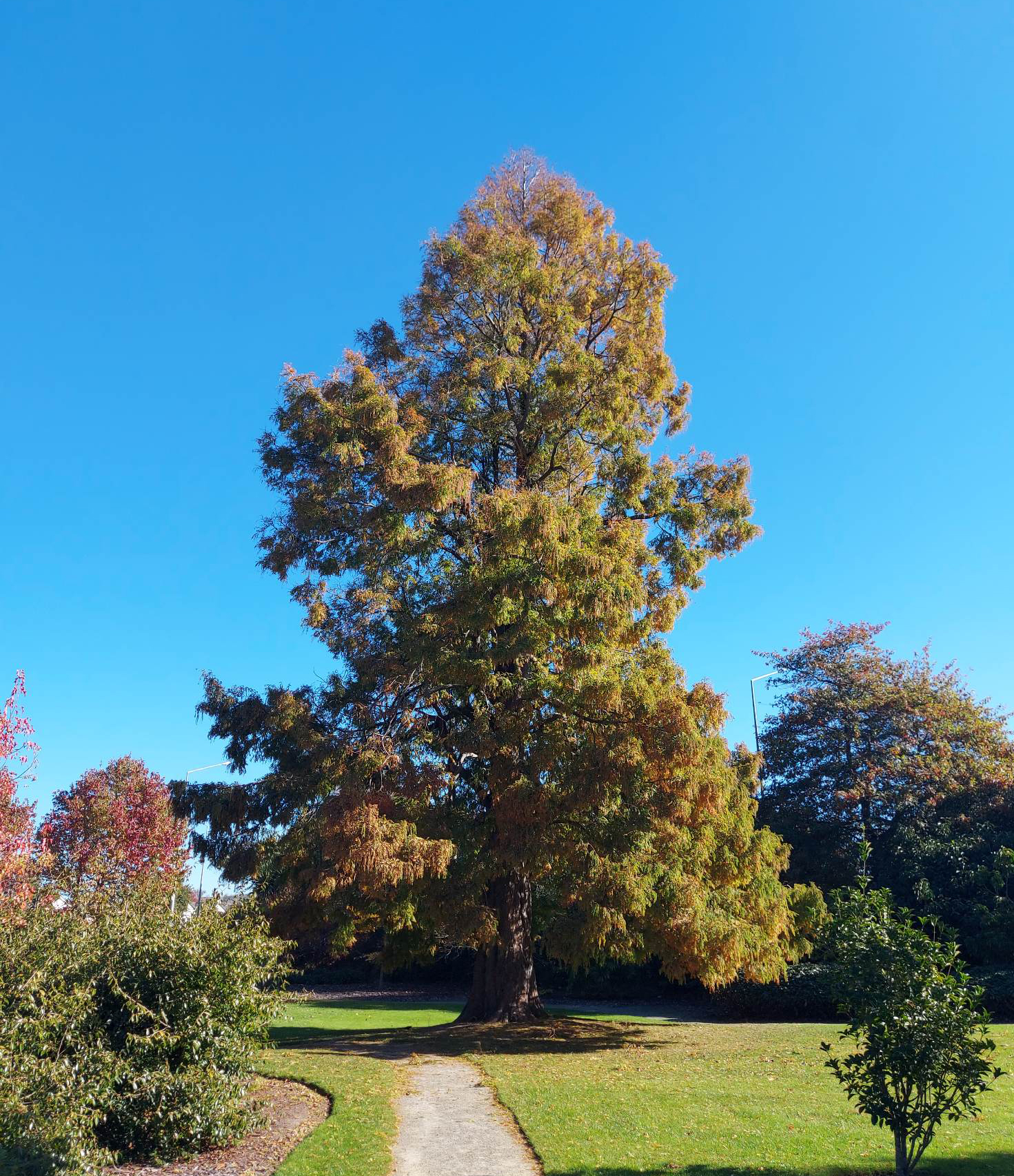 TimaruBotanicGardens DawnRedwood 230517 Autumn 3
