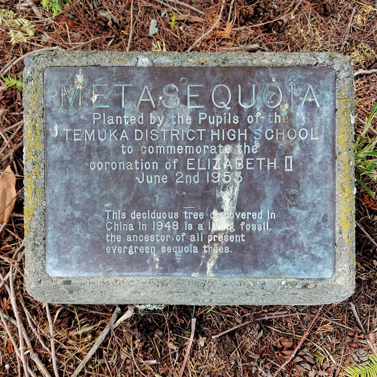 Metasequoia, or Dawn Redwood Temuka Domain