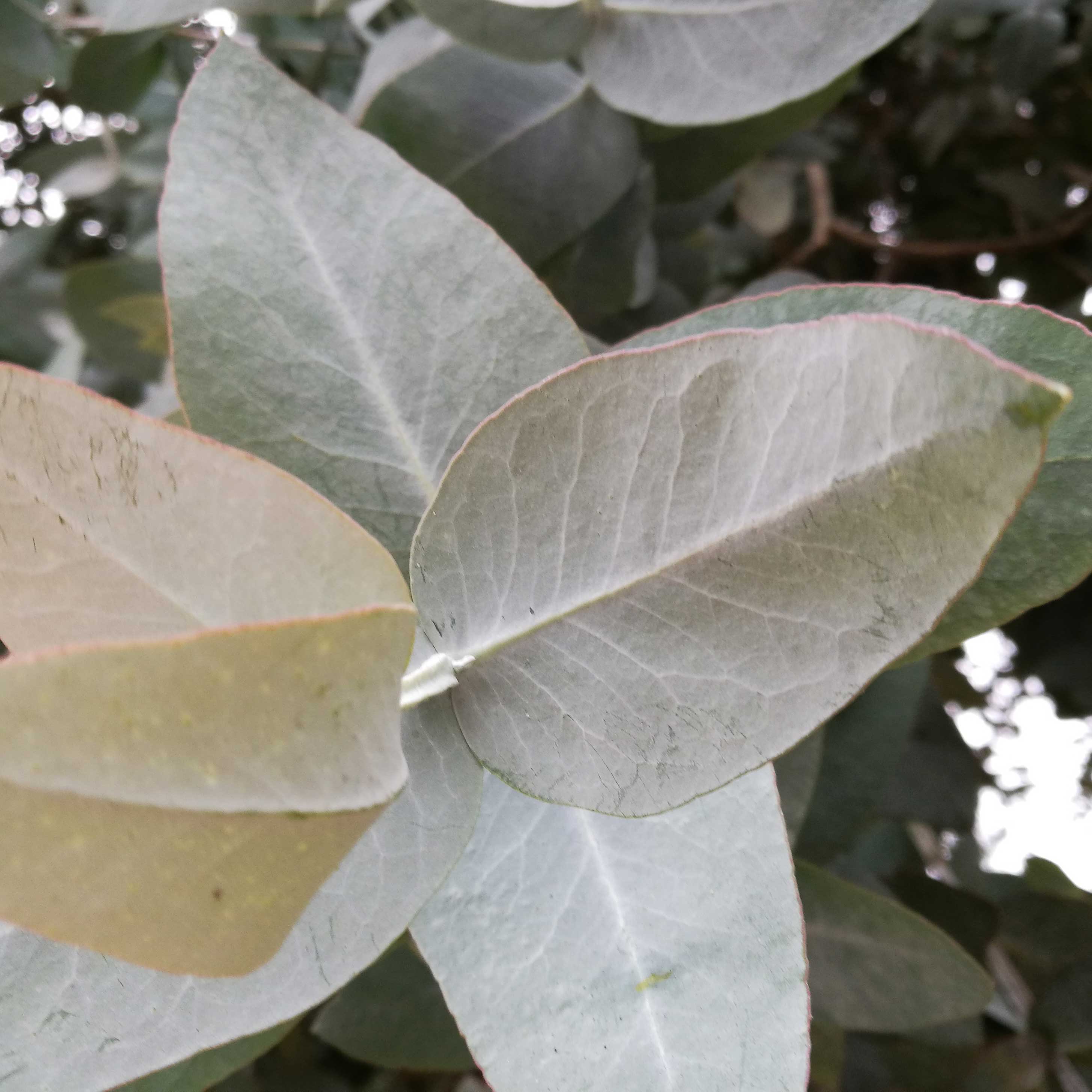 AustralianTree CarolineBay 20171206 173426