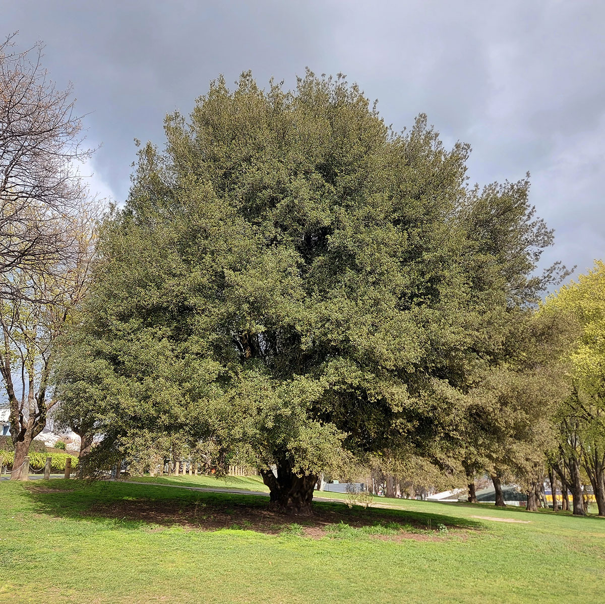 Matson Tree20221002 105411 01