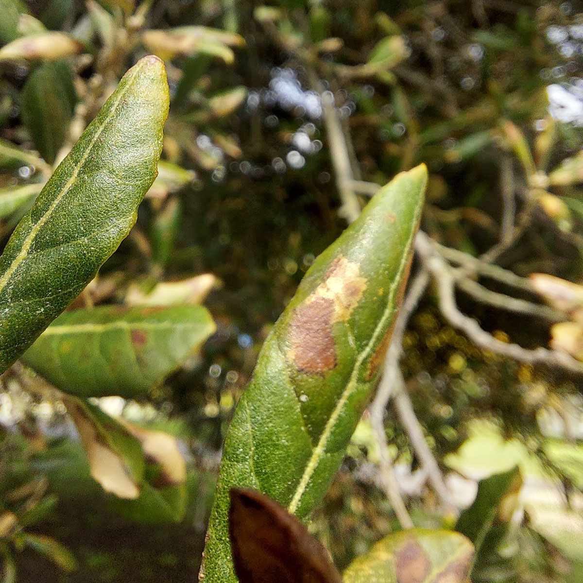 Matson Tree20221002 105411 01