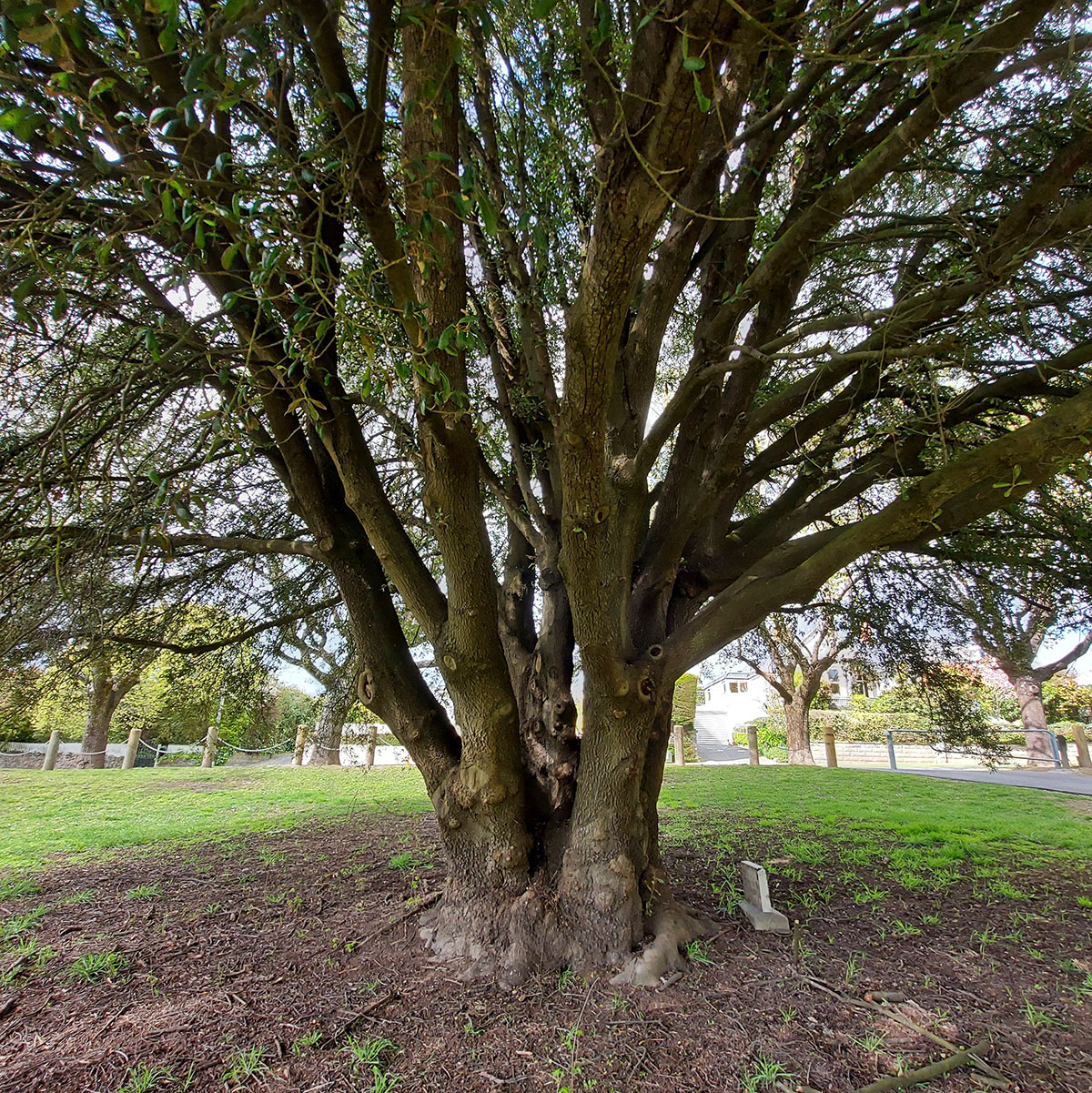 Matson Tree20221002 105411 01