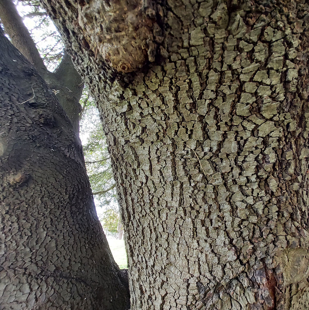 Matson Tree20221002 105411 01