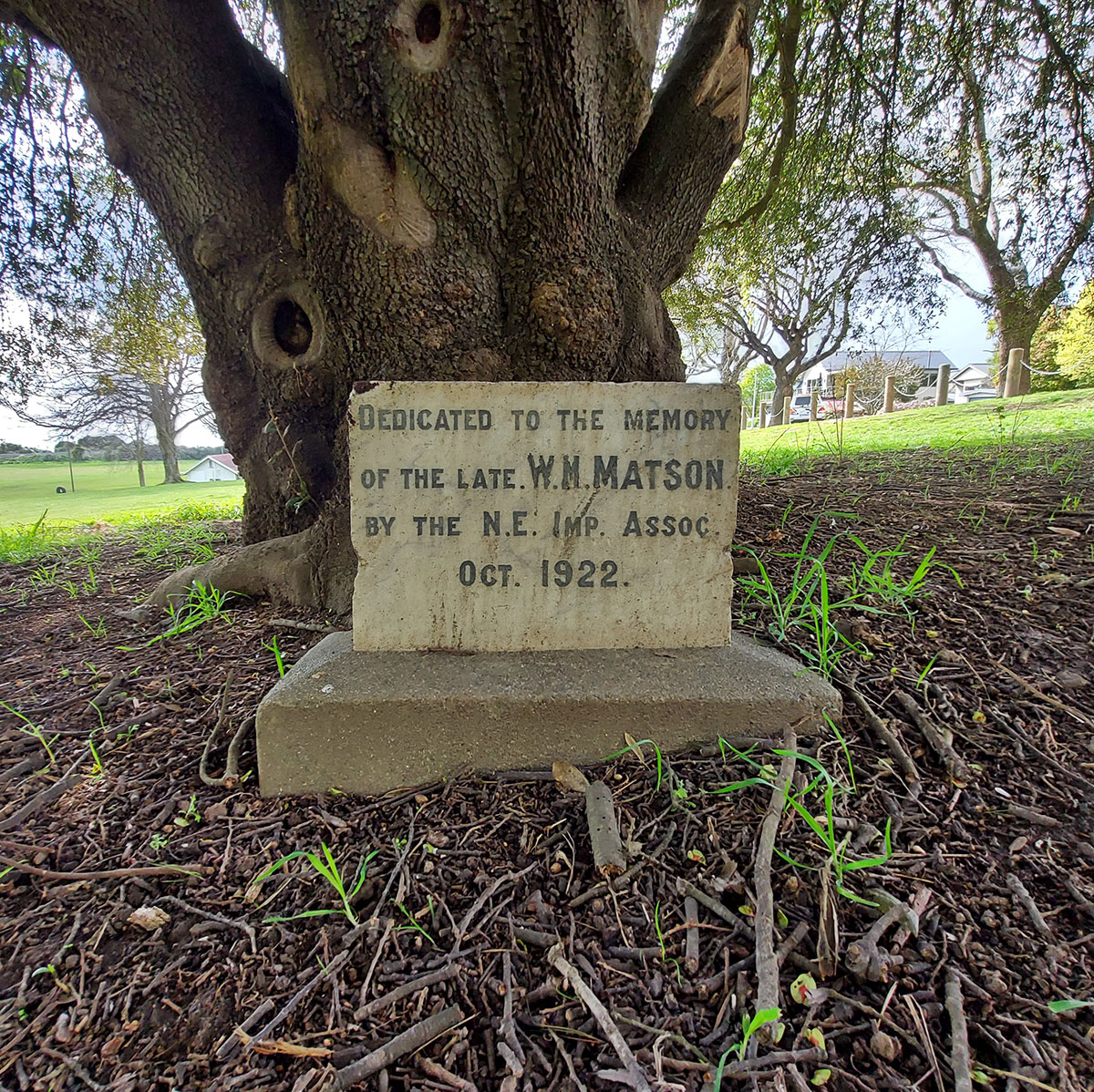 Matson Tree20221002 105411 01