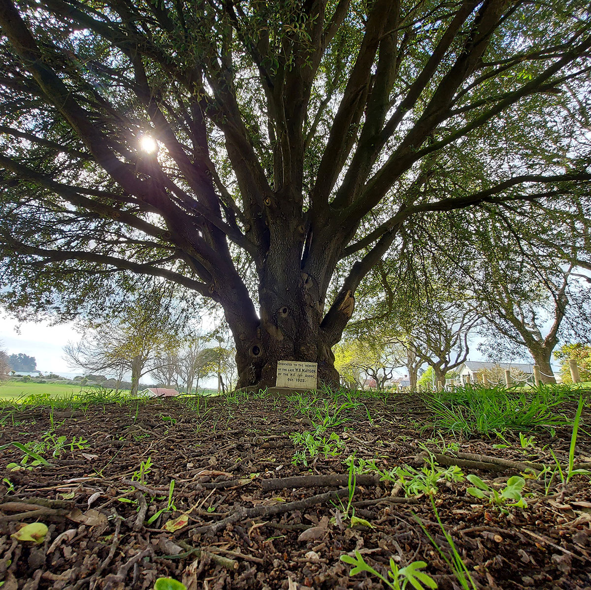 Matson Tree20221002 105418 01