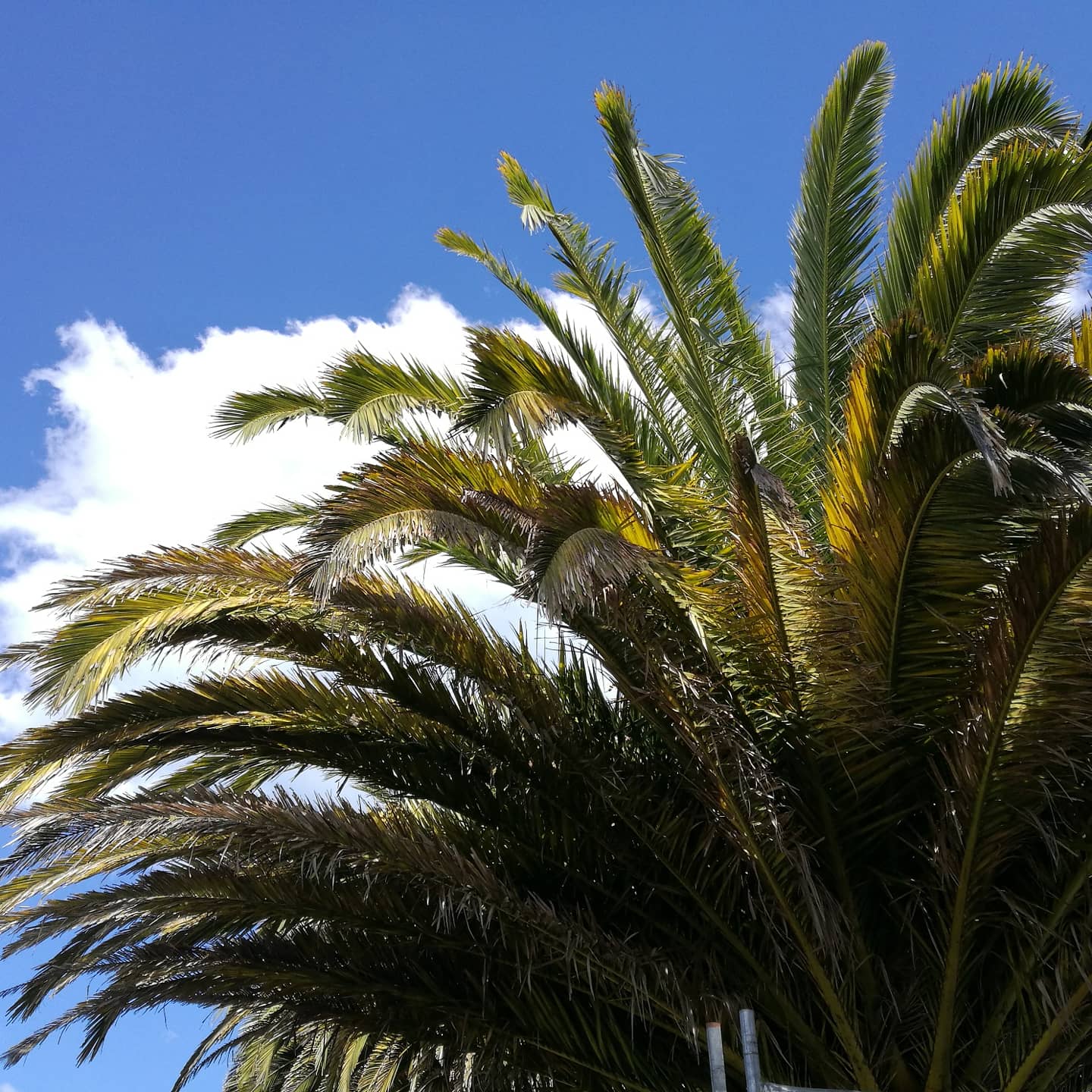 Phoenix Canariensis 20200105 161557 550