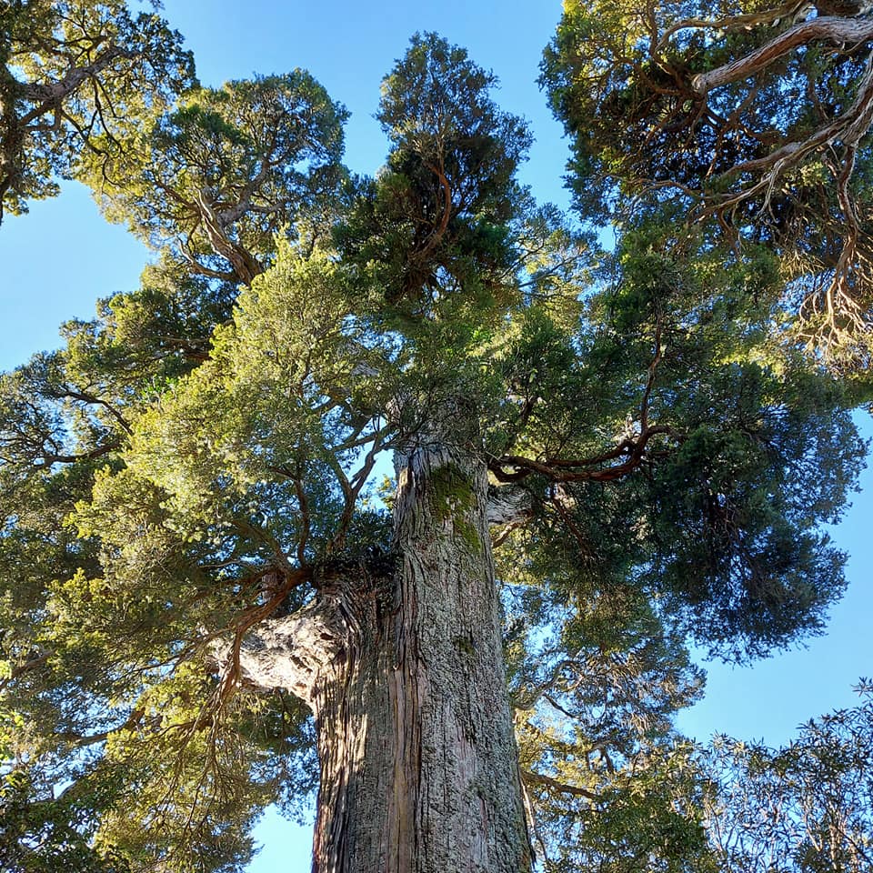 WuHooTimaru Geraldine TalbotForest 002
