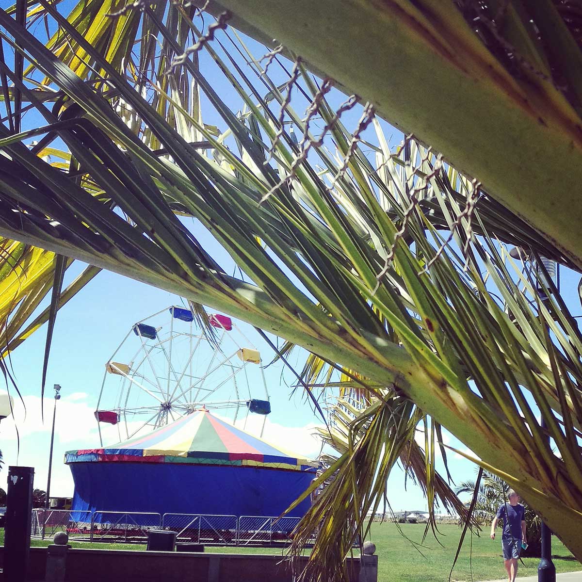 Palm Carnival 20171105 144248 813