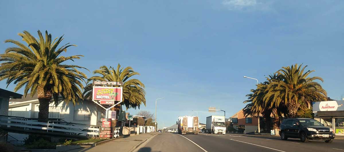 Palm trees on Evans Street Timaru