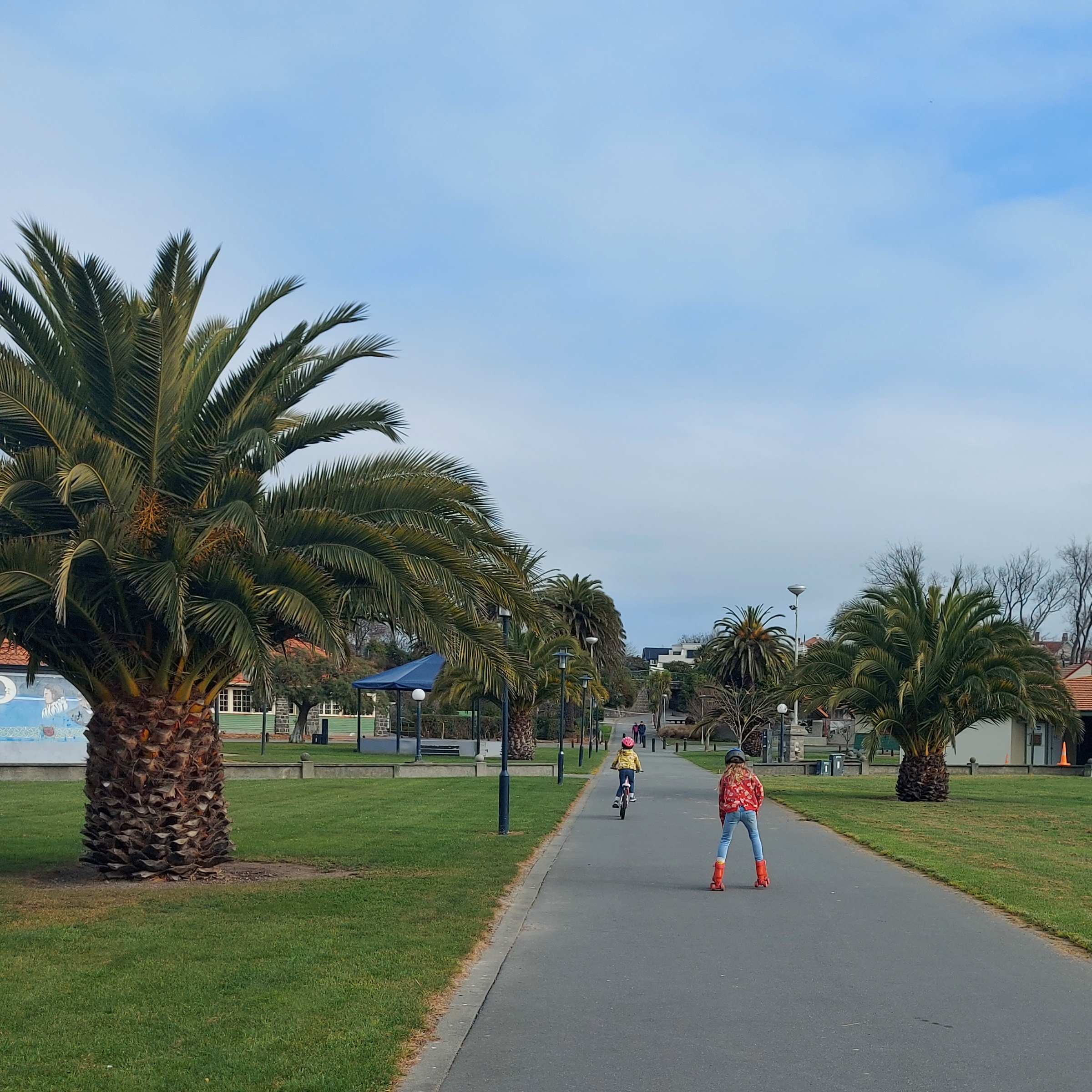 Pheonix Palm Trees 20230617 114748 01