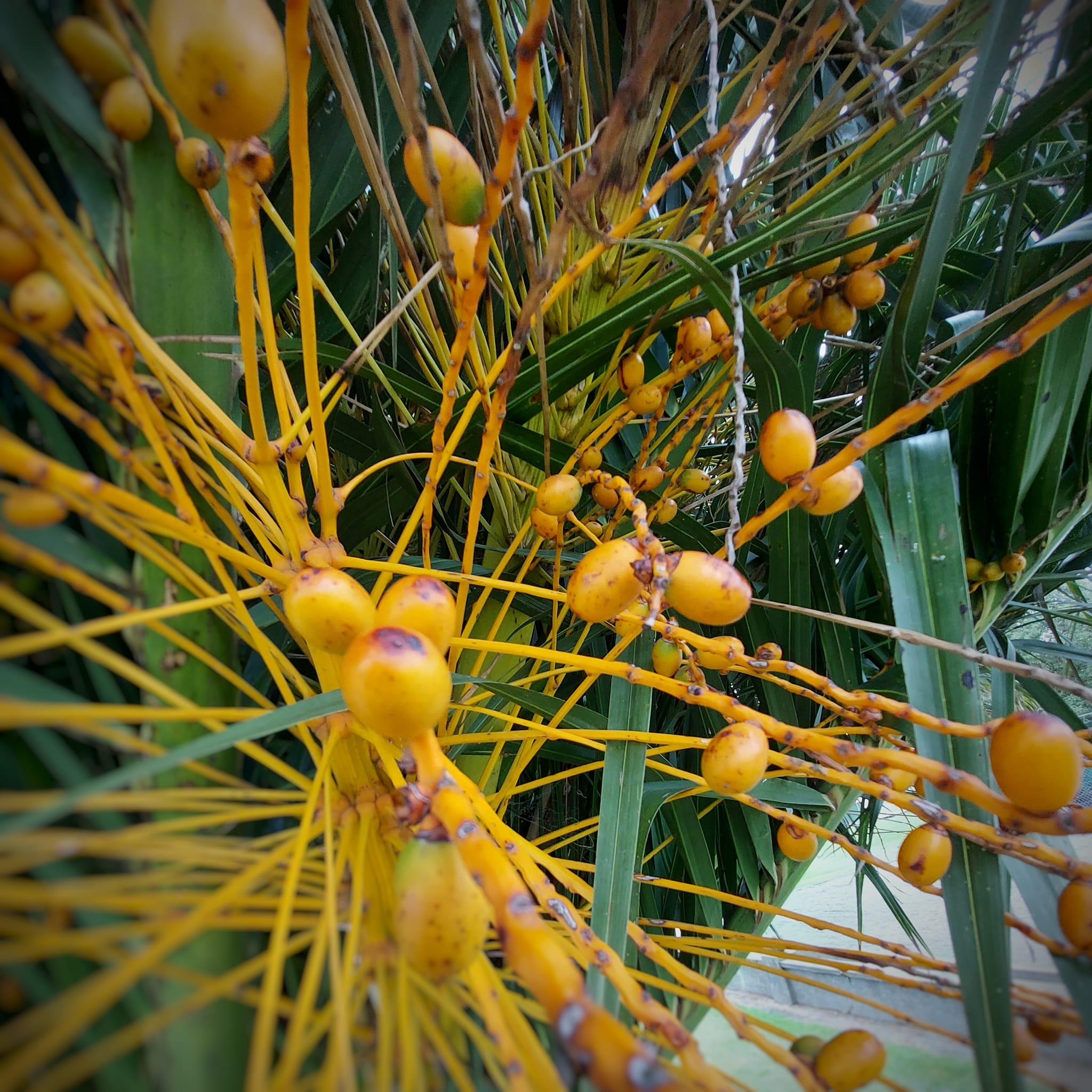 Phoenix Canariensis Canary Island Date Palm Pineapple palms or Phoenix palms