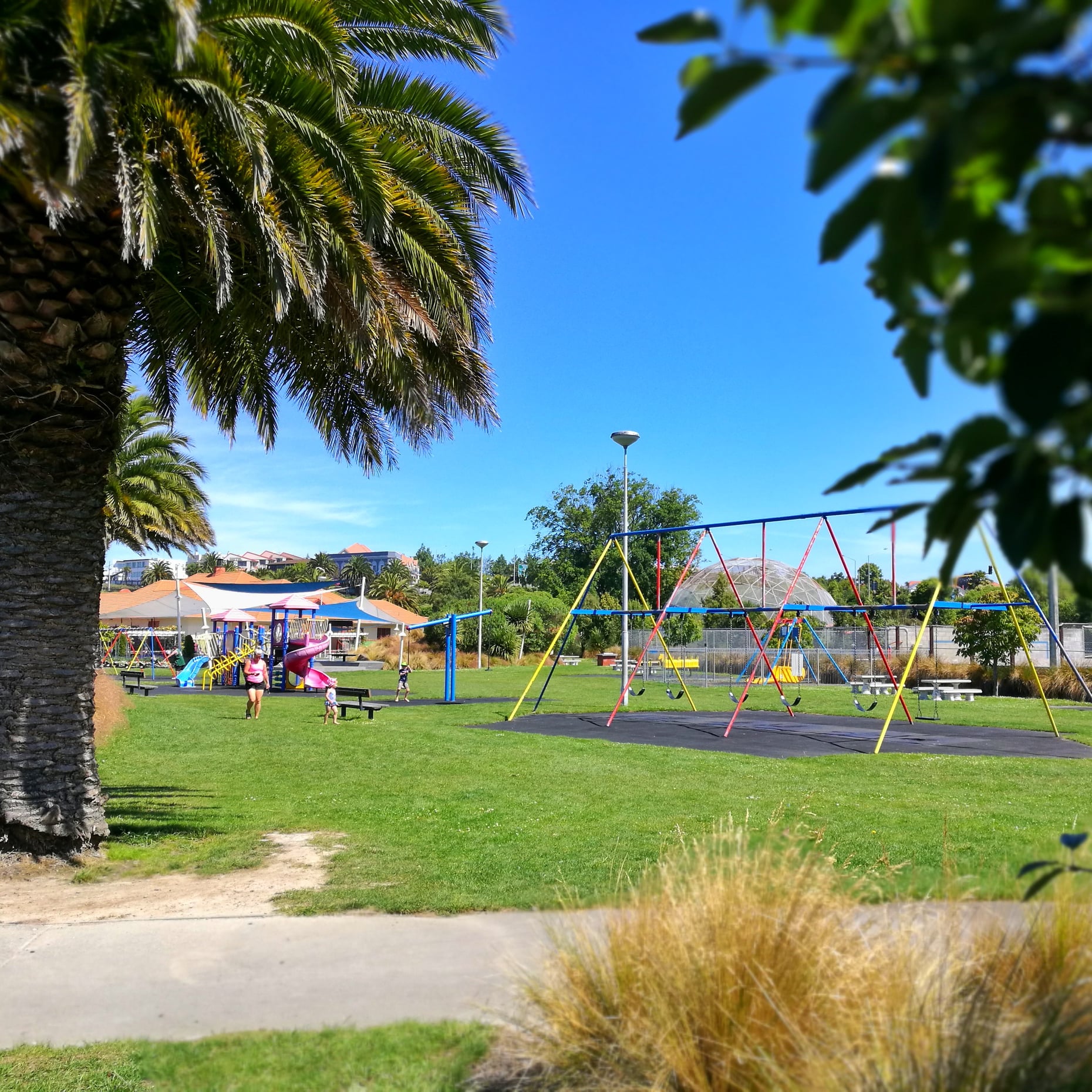 Phoenix Canariensis Canary Island Date Palm Pineapple palms or Phoenix palms at Caroline Bay Playground 2022