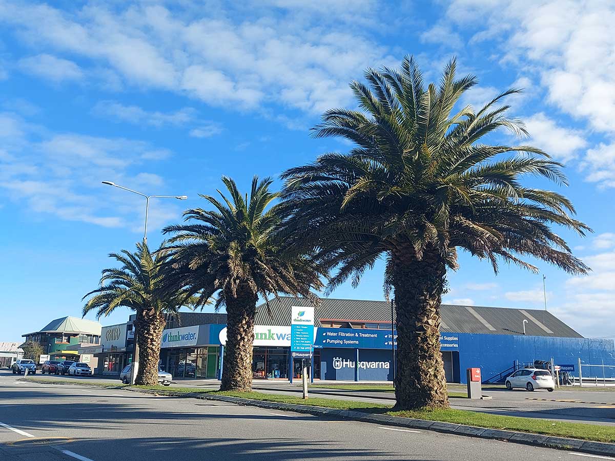 Phoenix Palms in Greymouth 20260711 Roselyn Fauth 2026