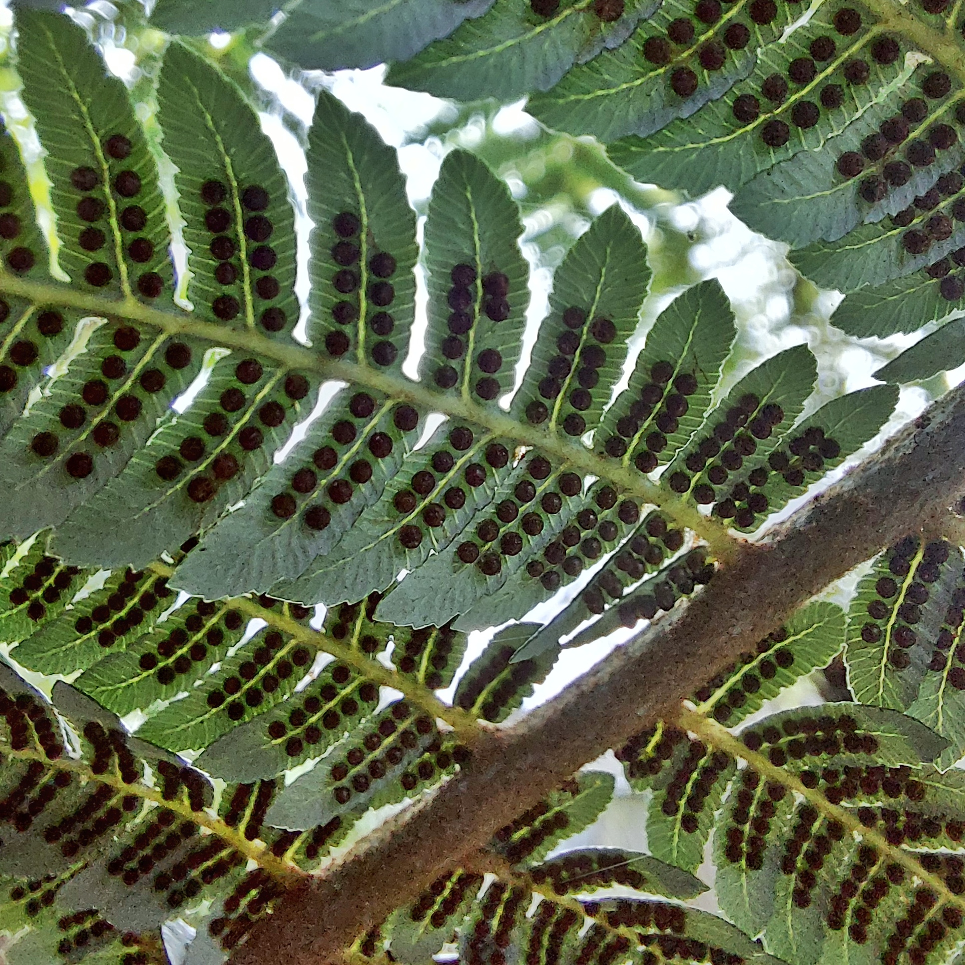 Ponga Silver Fern 20230320 143001 01