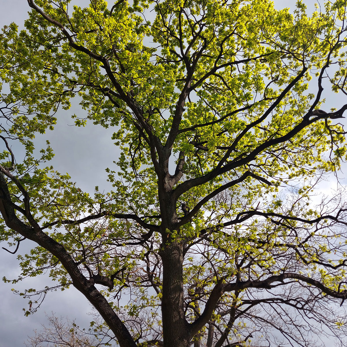 WuHoo Ashbury Park Timaru Waimataitai Lagoon Woolcombe gully 20221002 104954 01