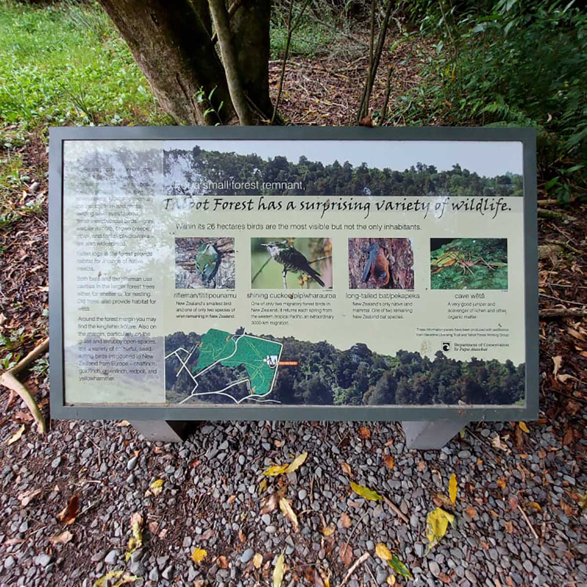 WuHoo Bat Roosting Trees Geraldine Talbot Forest 