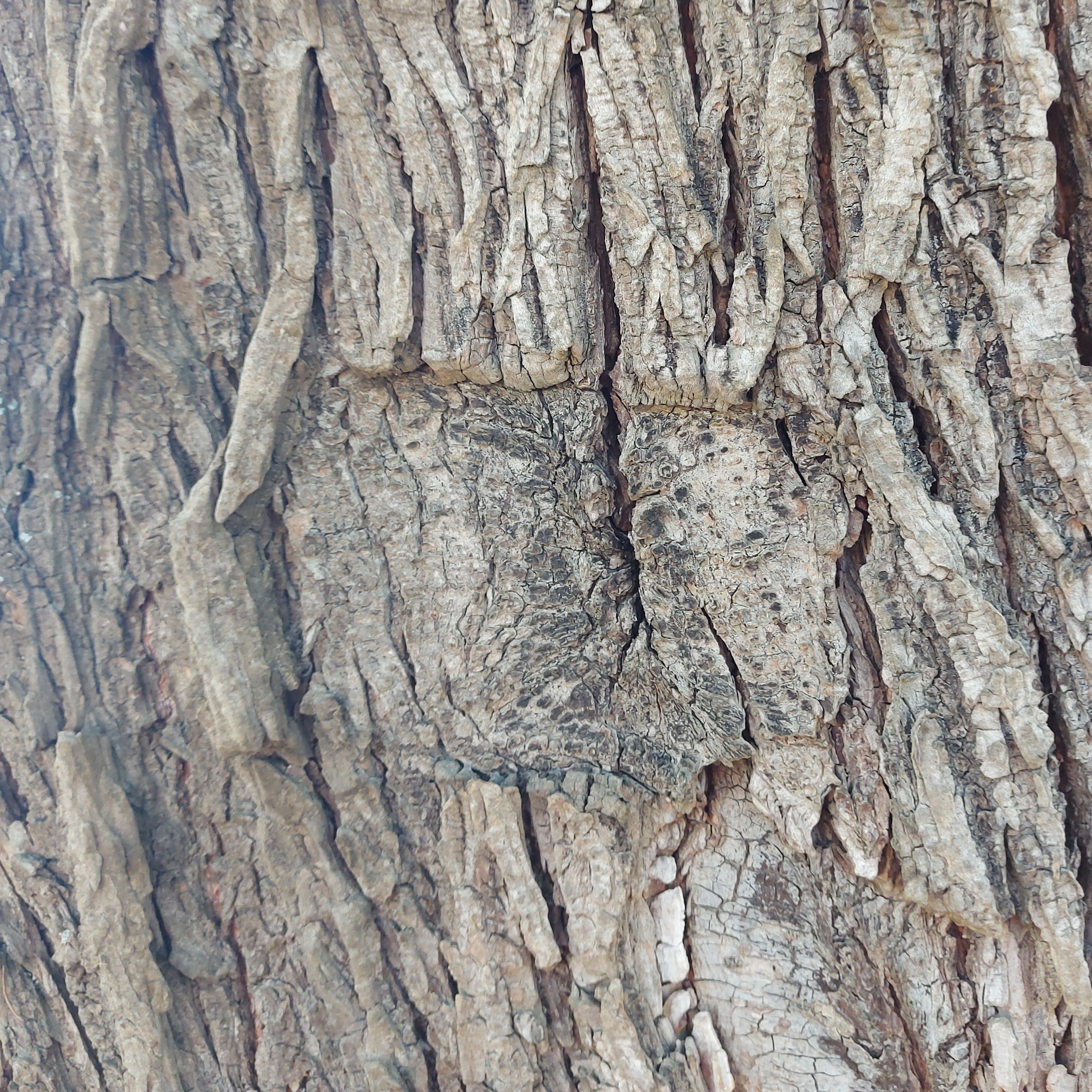 WuHoo Belgium Elm TimaruBotanicGardens 20230210 125025 01