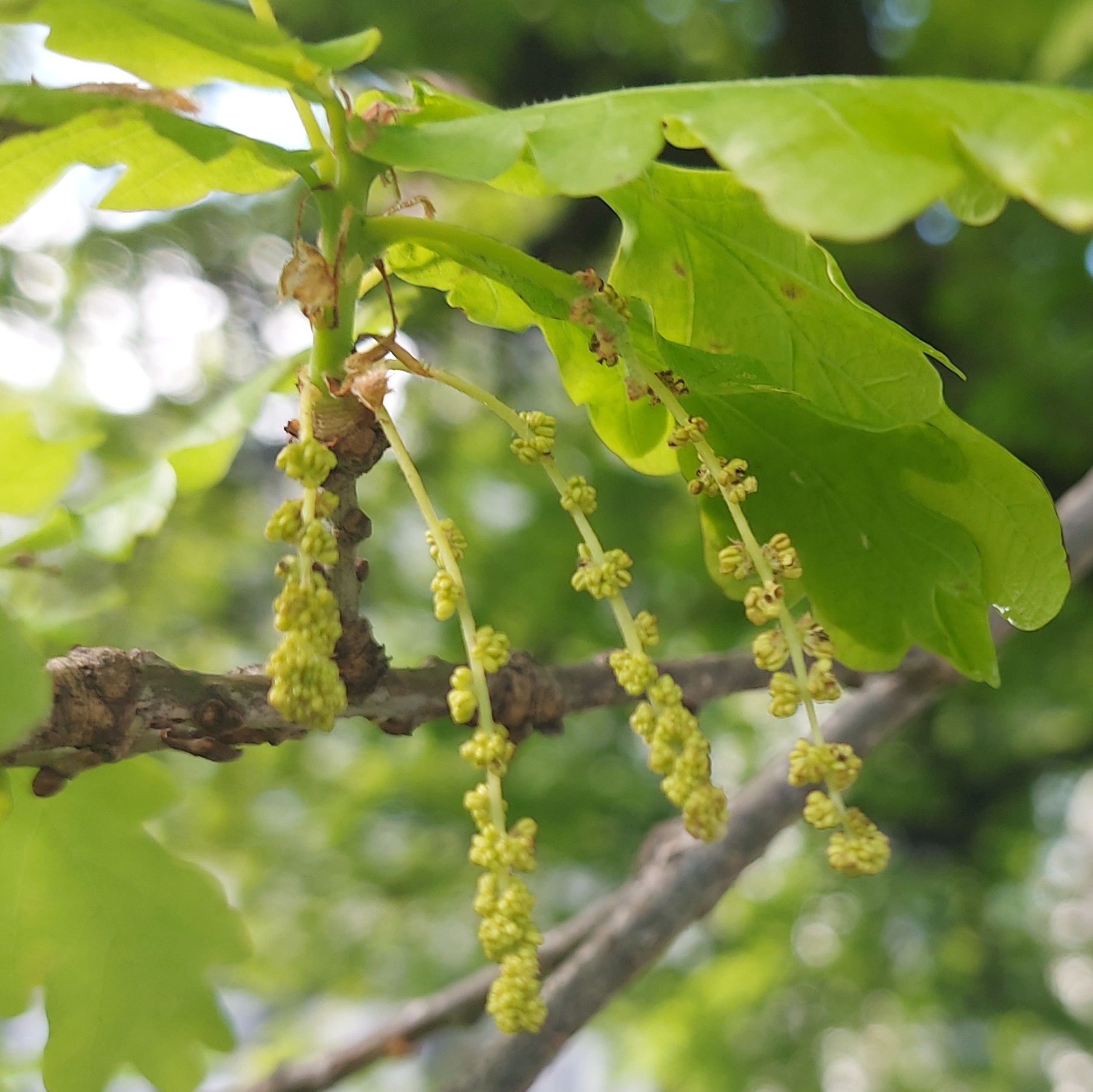 WuHoo BurnettOak 20221028 162328 01