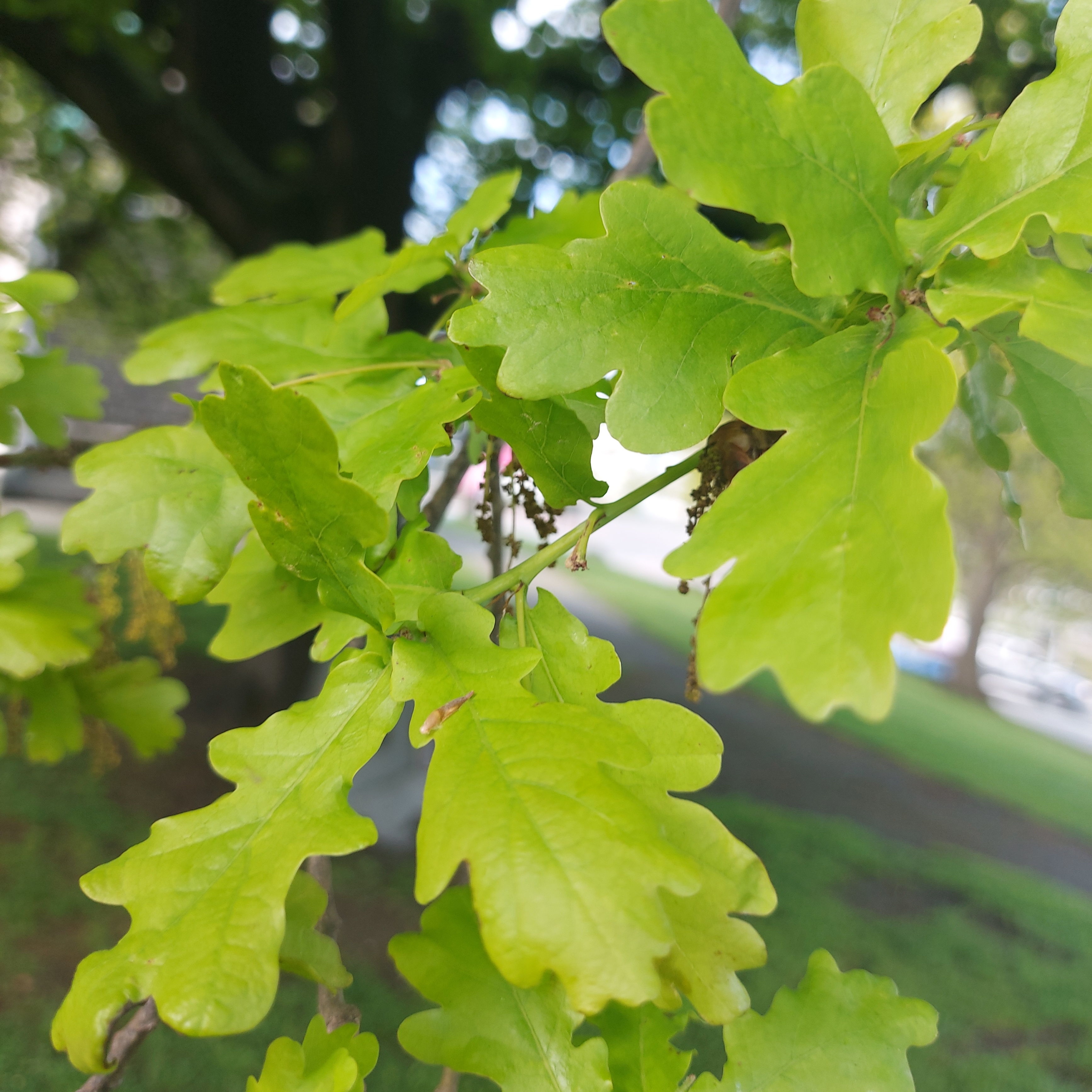 WuHoo BurnettOak 20221028 162343 01