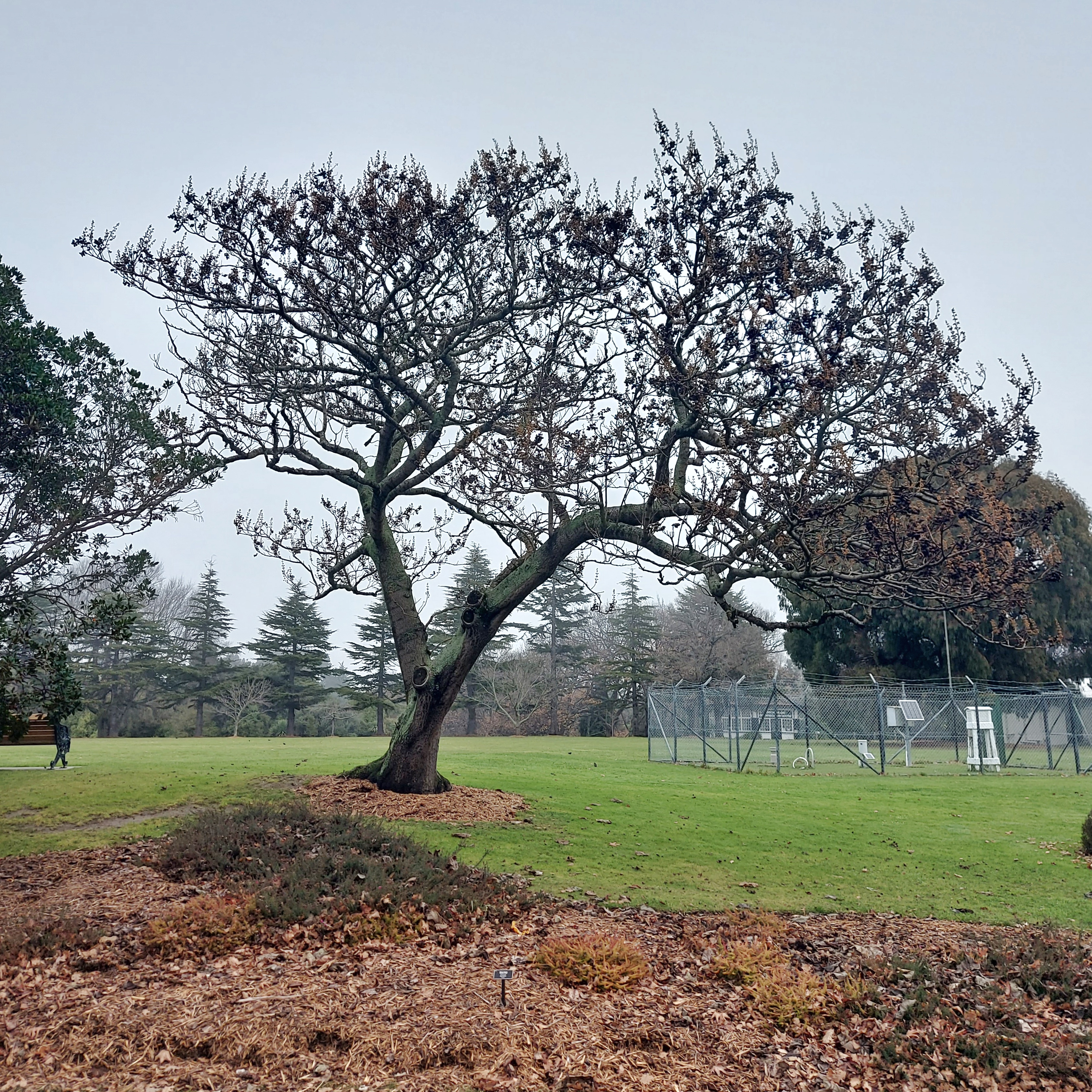 WuHoo EmpressTree TimaruBotanicGardens 20230620 150142 01