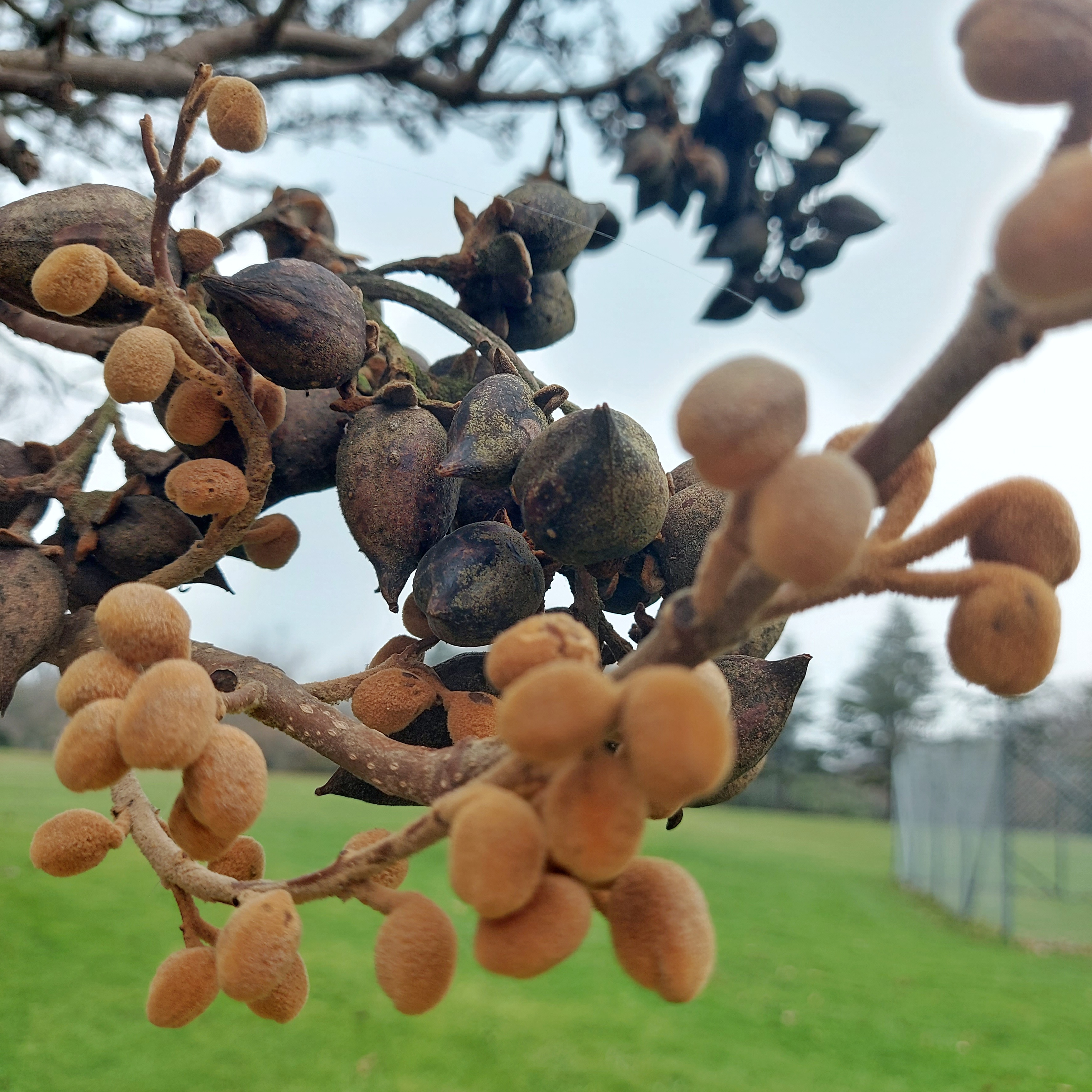 WuHoo EmpressTree TimaruBotanicGardens 20230620 150229 01